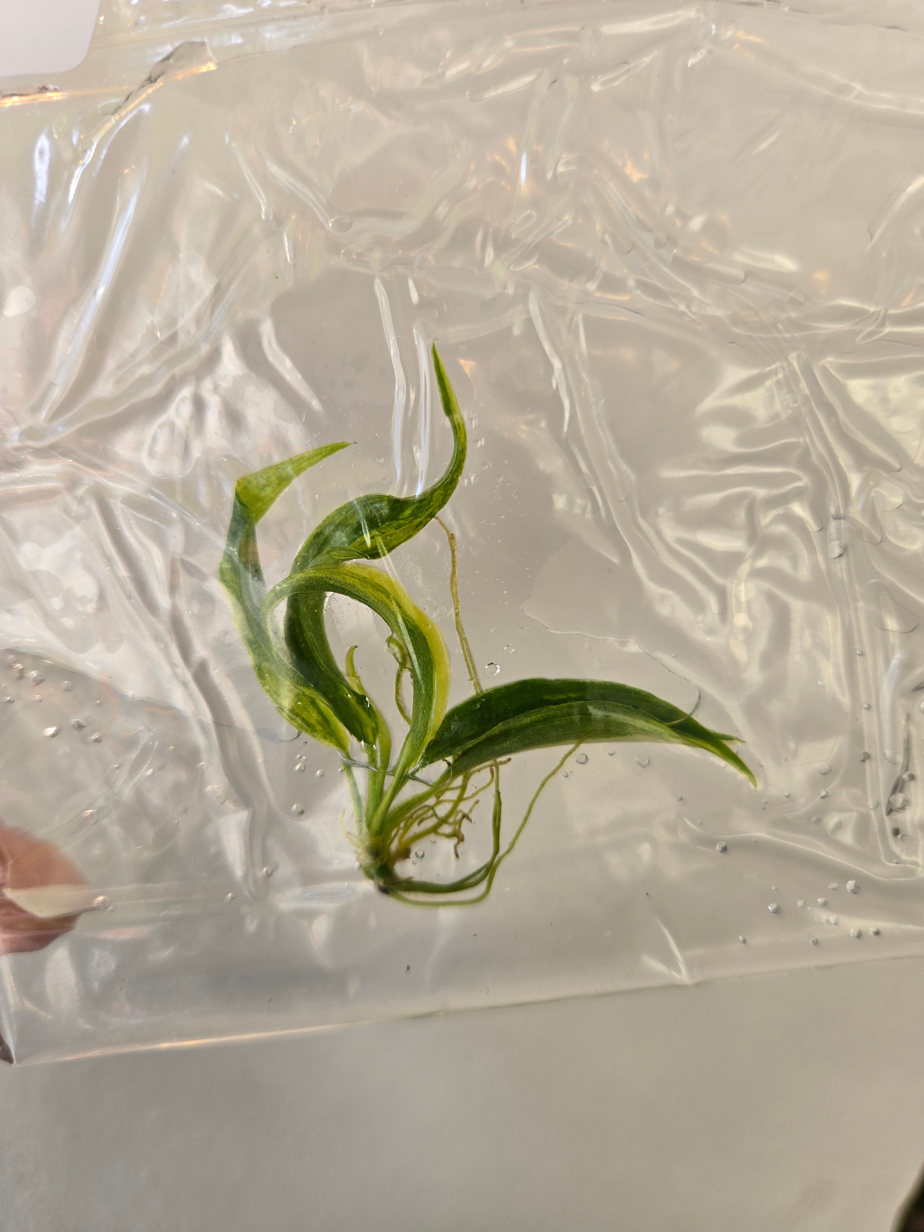Philodendron Florida Beauty x Tortum variegated- Tc Tissue Culture