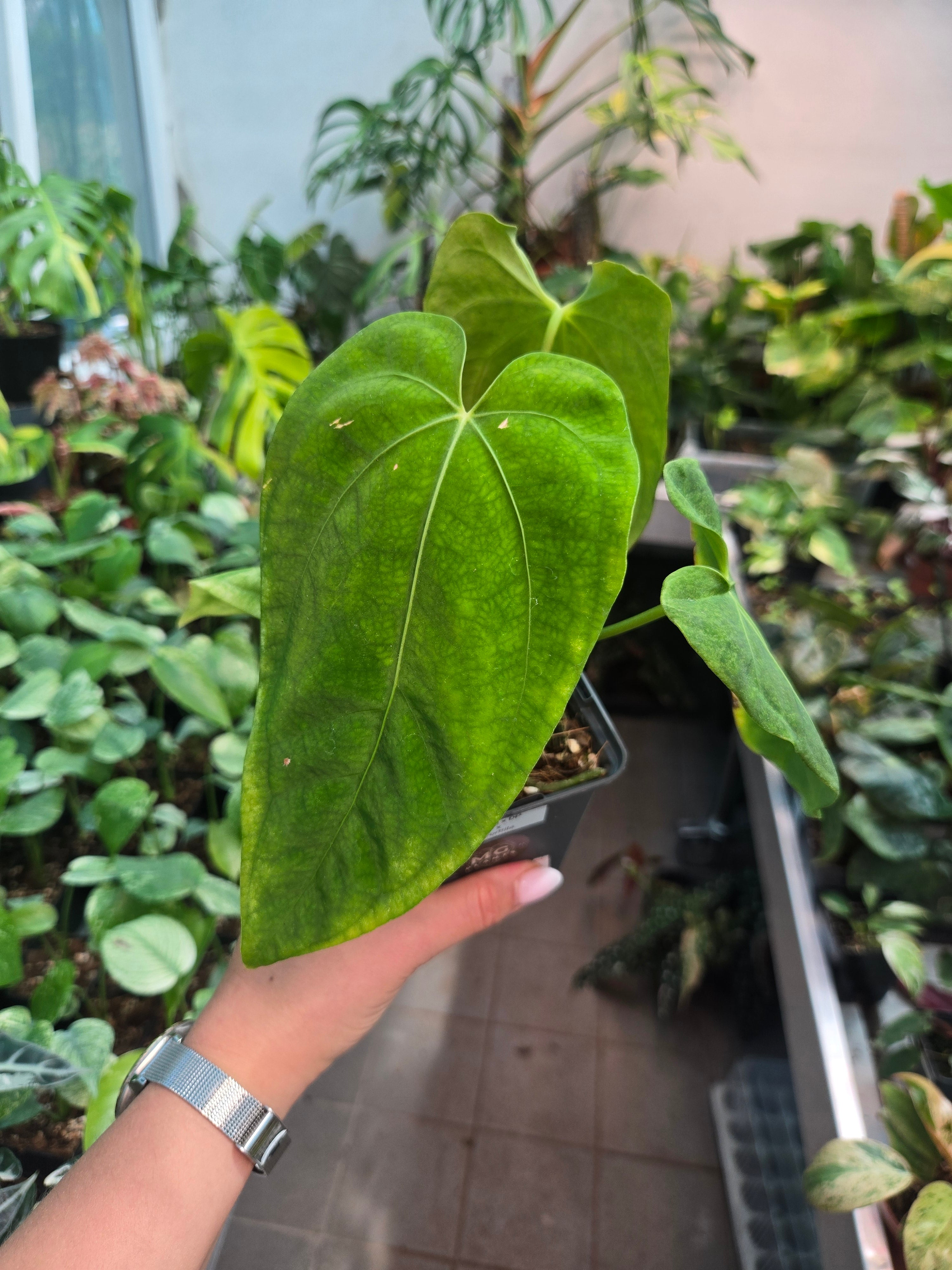 Anthurium AOS x Forttila -Sadplant
