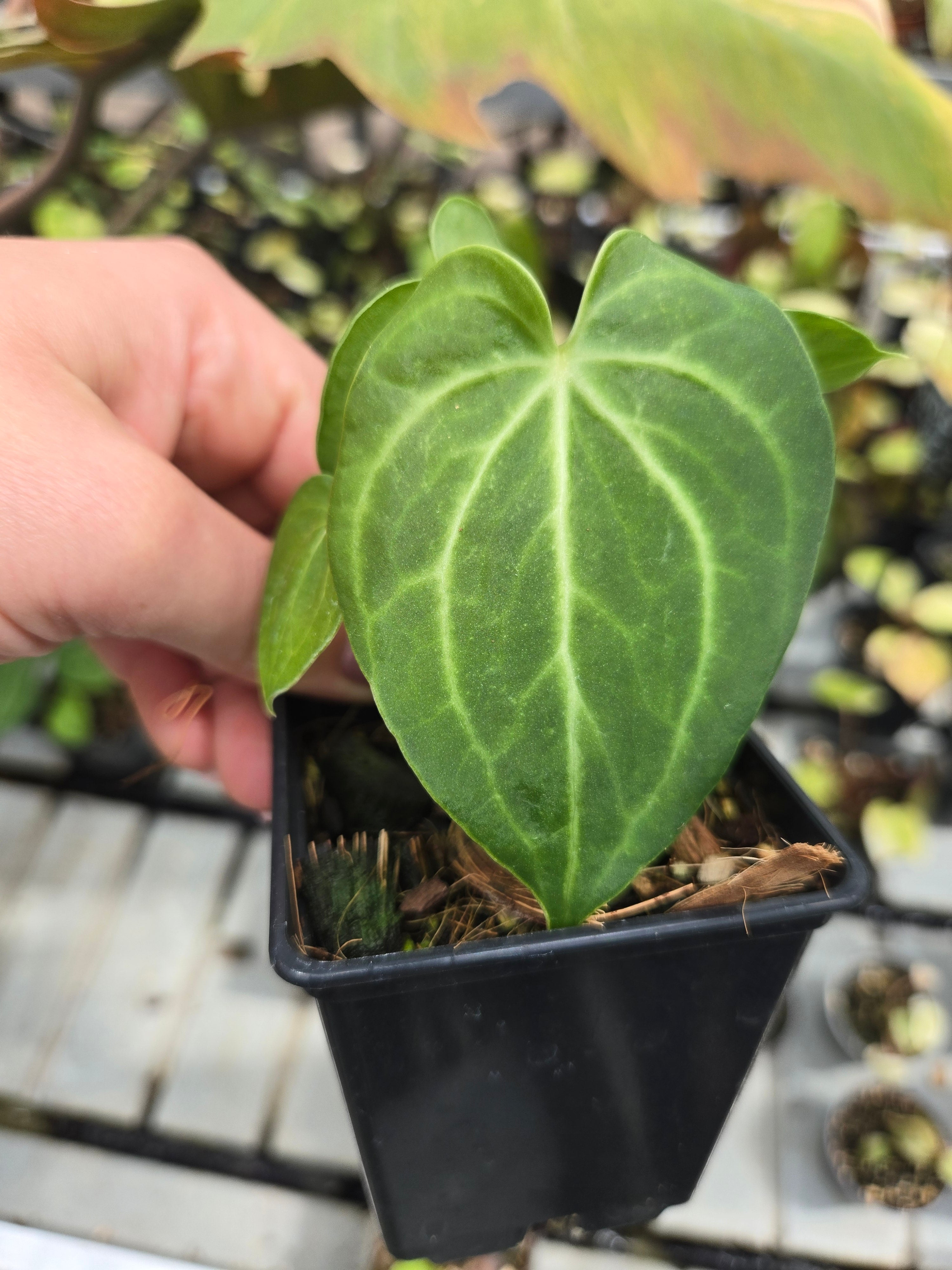 Anthurium Silver Tiger x Clarivernum