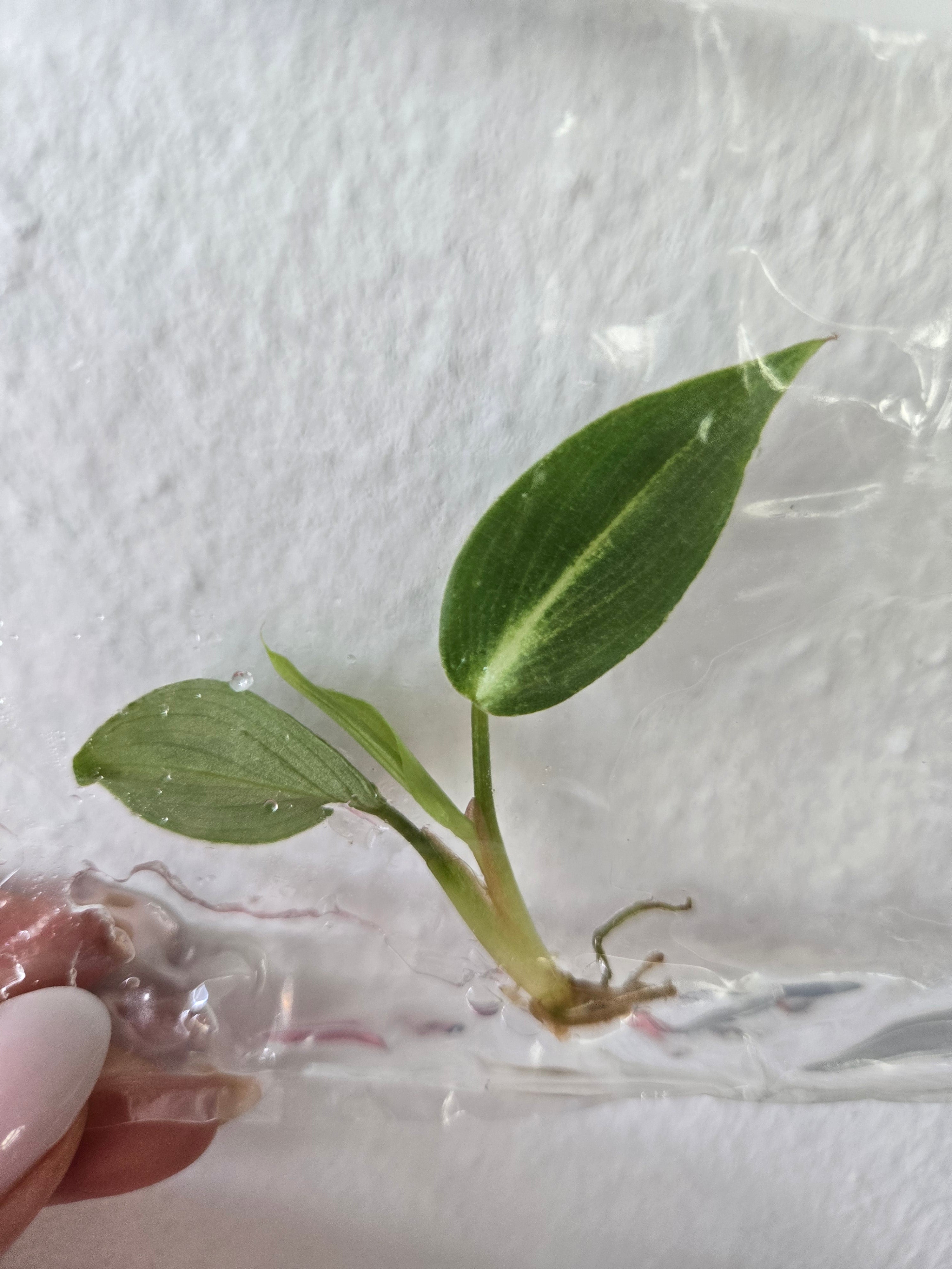 Philodendron Gloriosum Zebra - TC