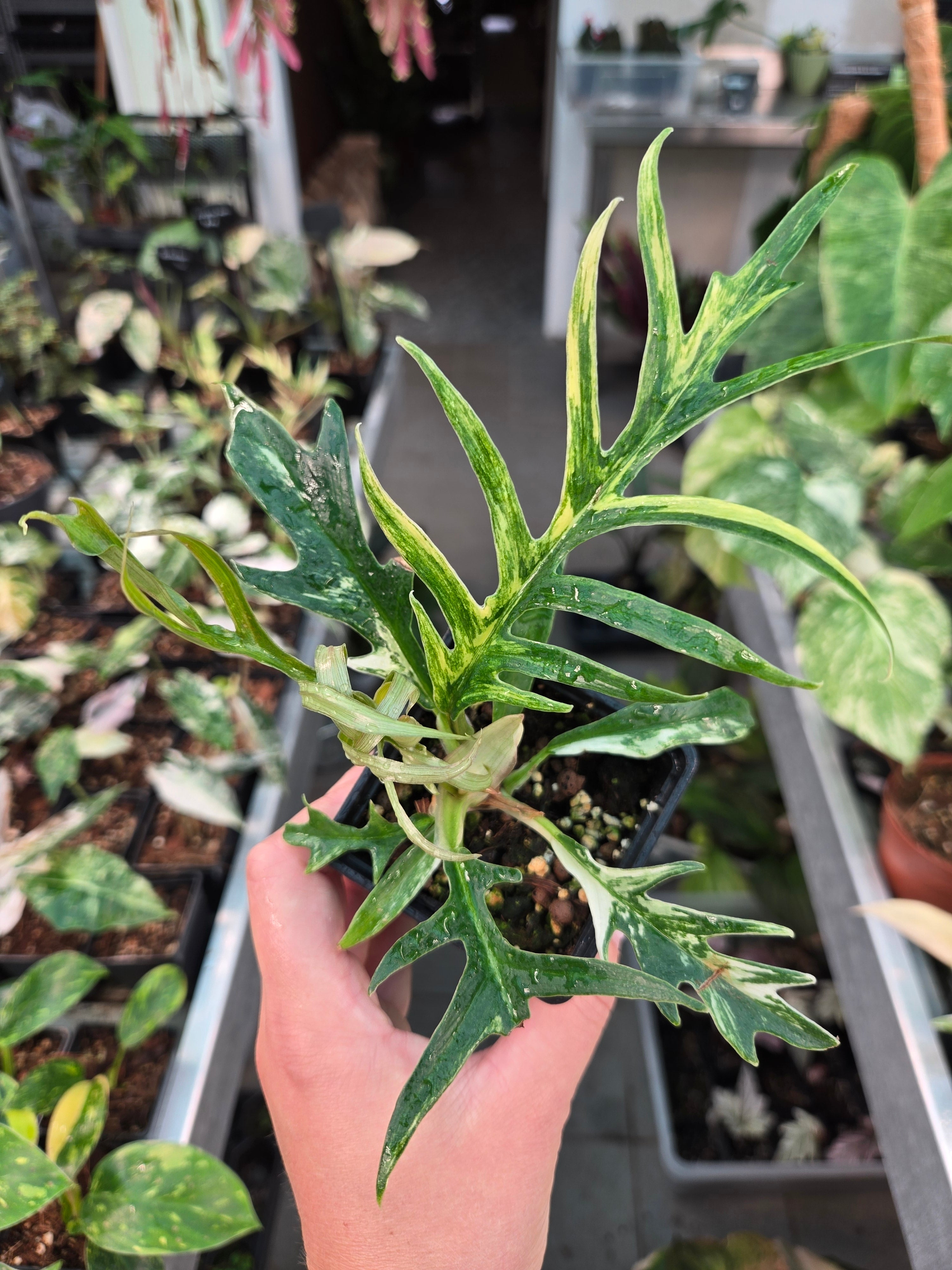 Philodendron Tortum Variegata