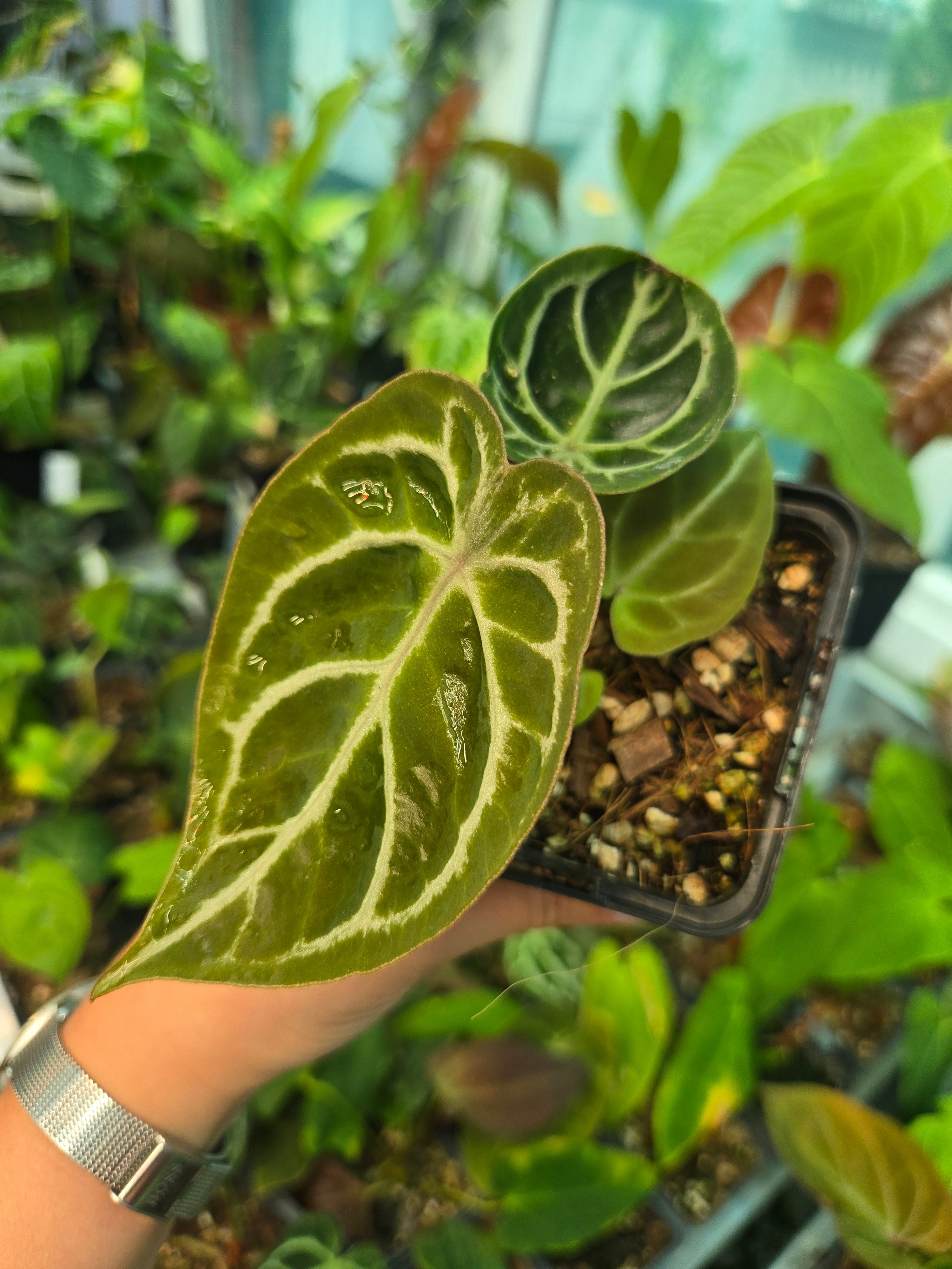 Anthurium Thunderbold x Red Crystallinum-Sadplant