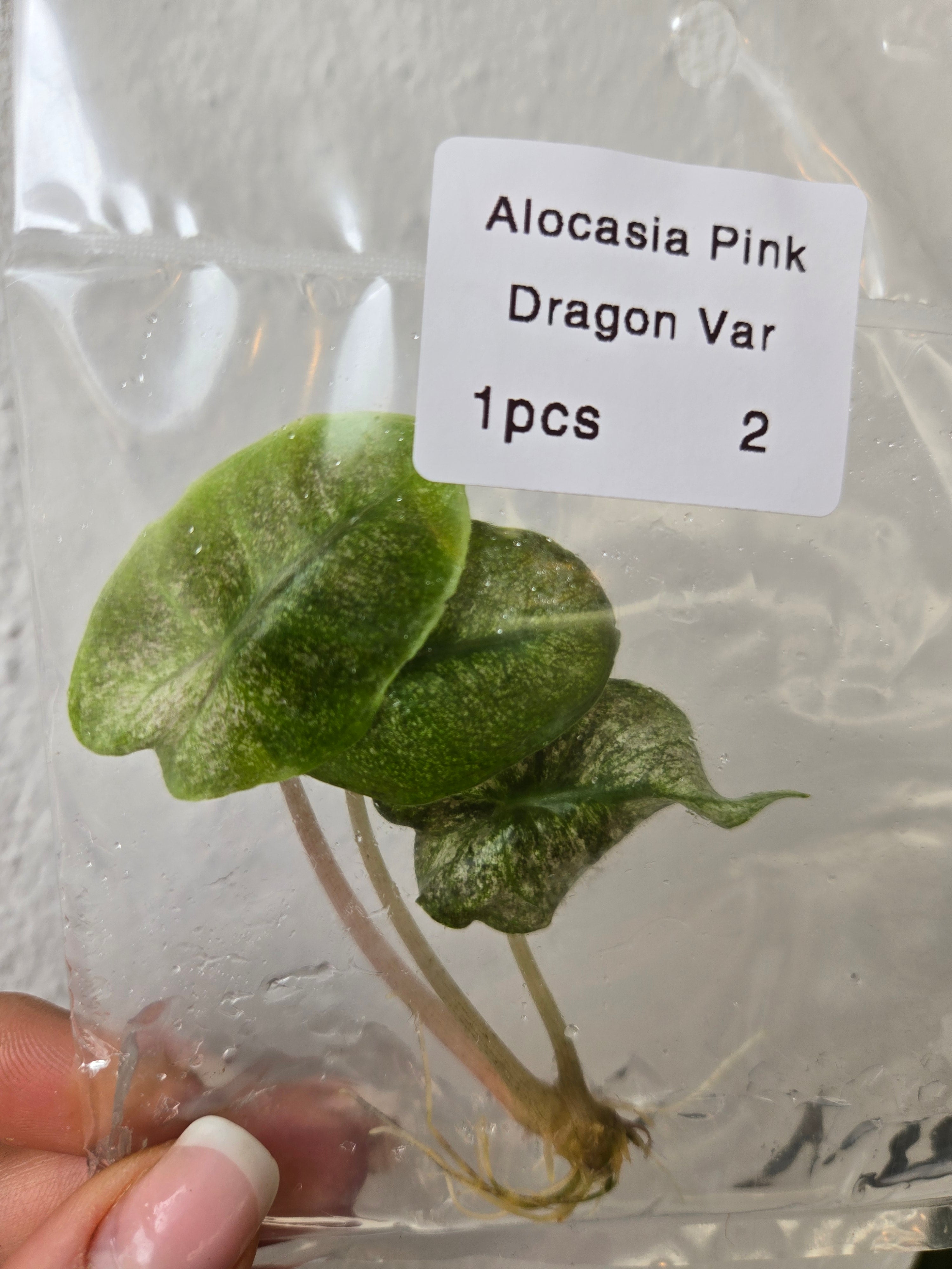 Alocasia Pink Dragon Variegata - TC - Tissue Culture