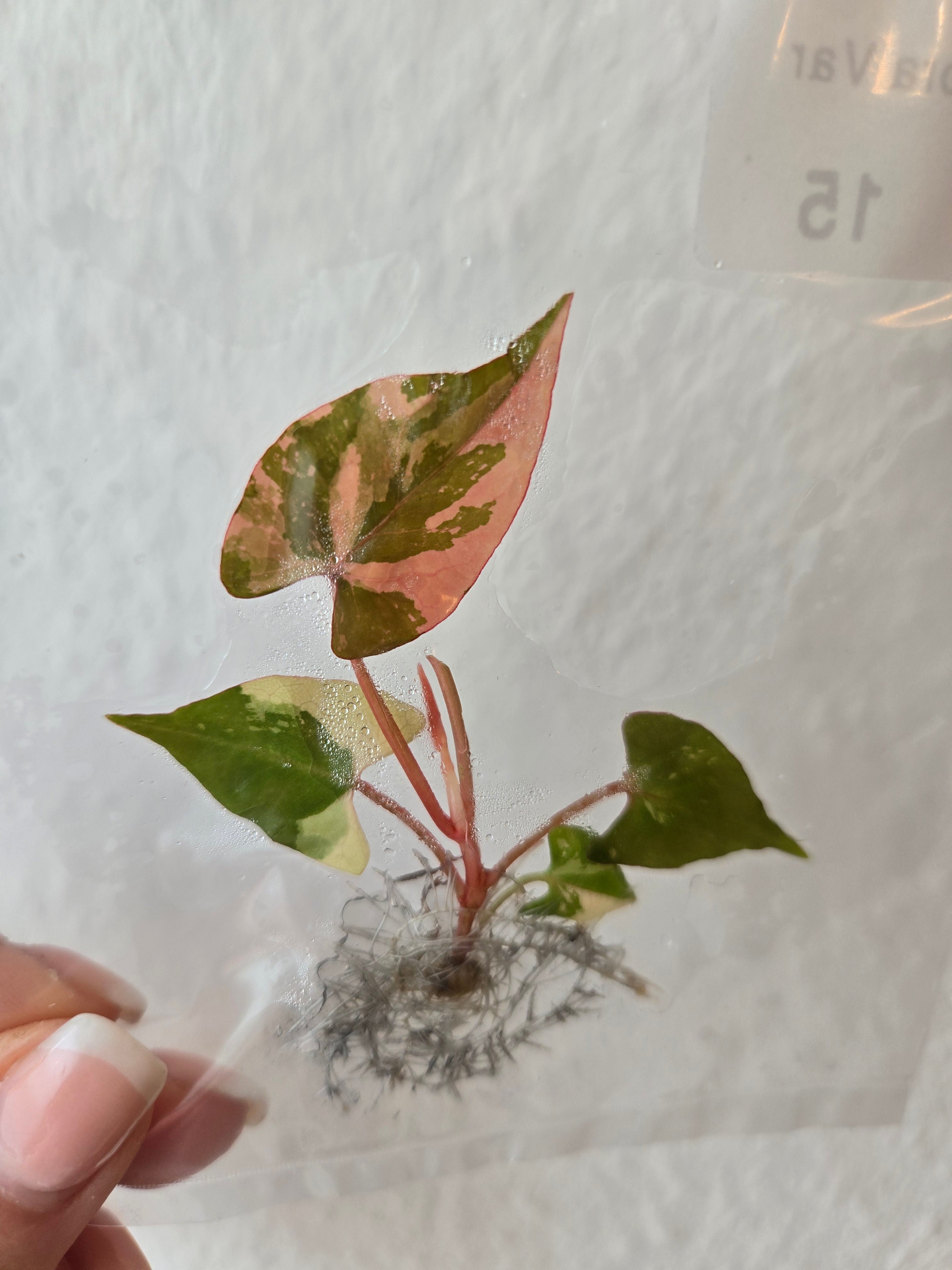 Fallopia Multiflora Variegata