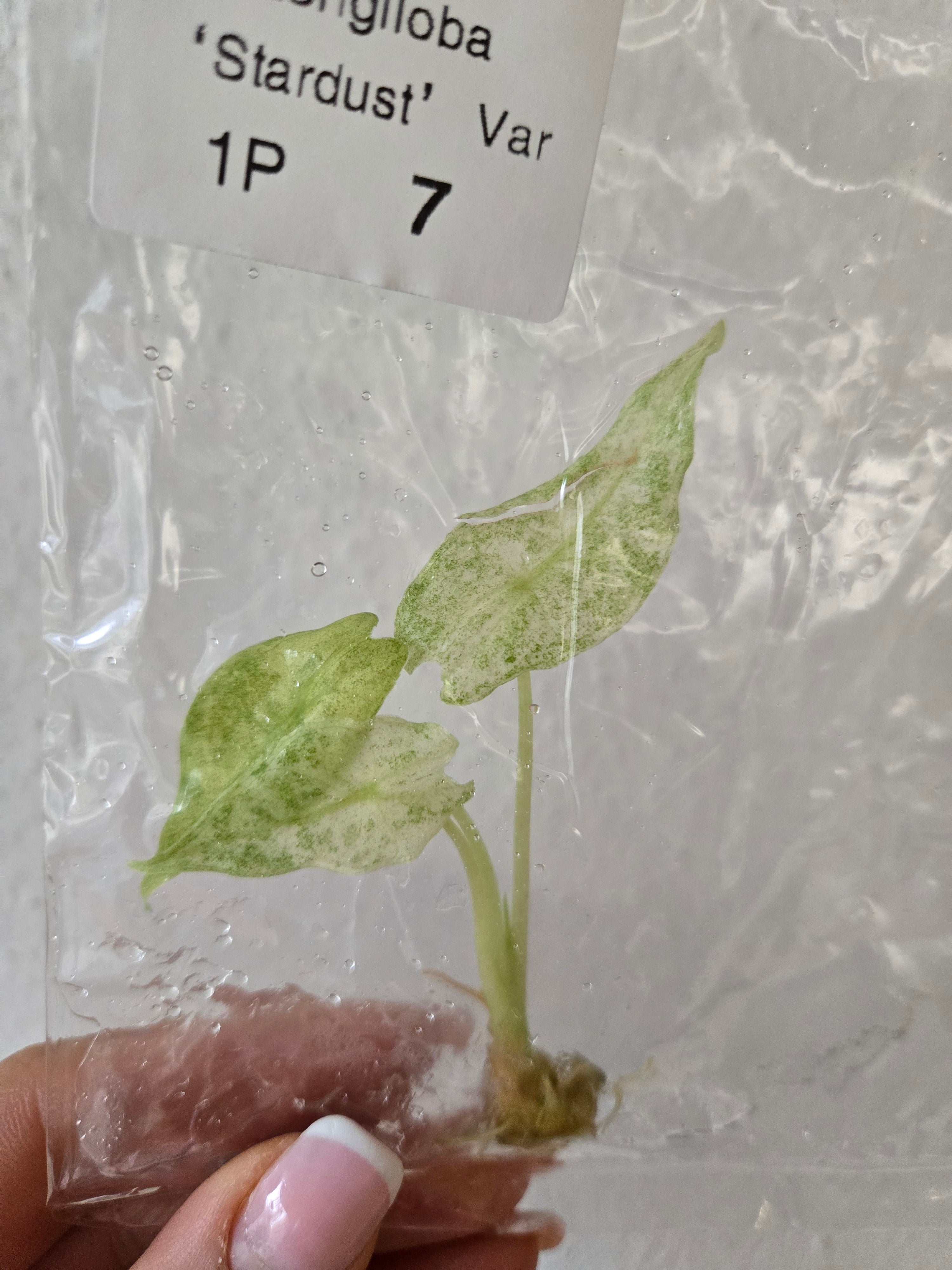 Alocasia Longiloba Black Satun ‘Stardust’ - TC