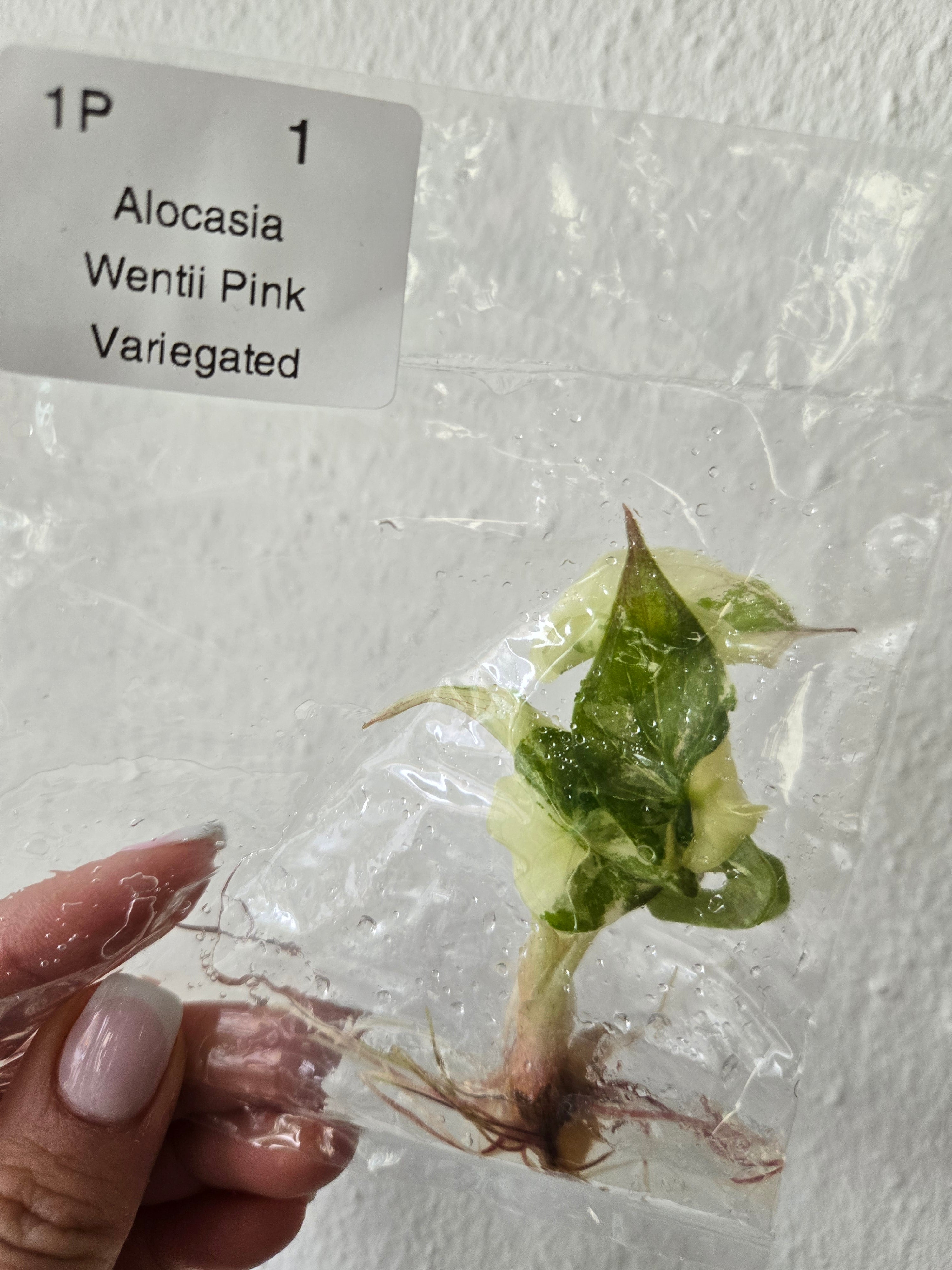 Alocasia Wentii Pink Variegated - TC -