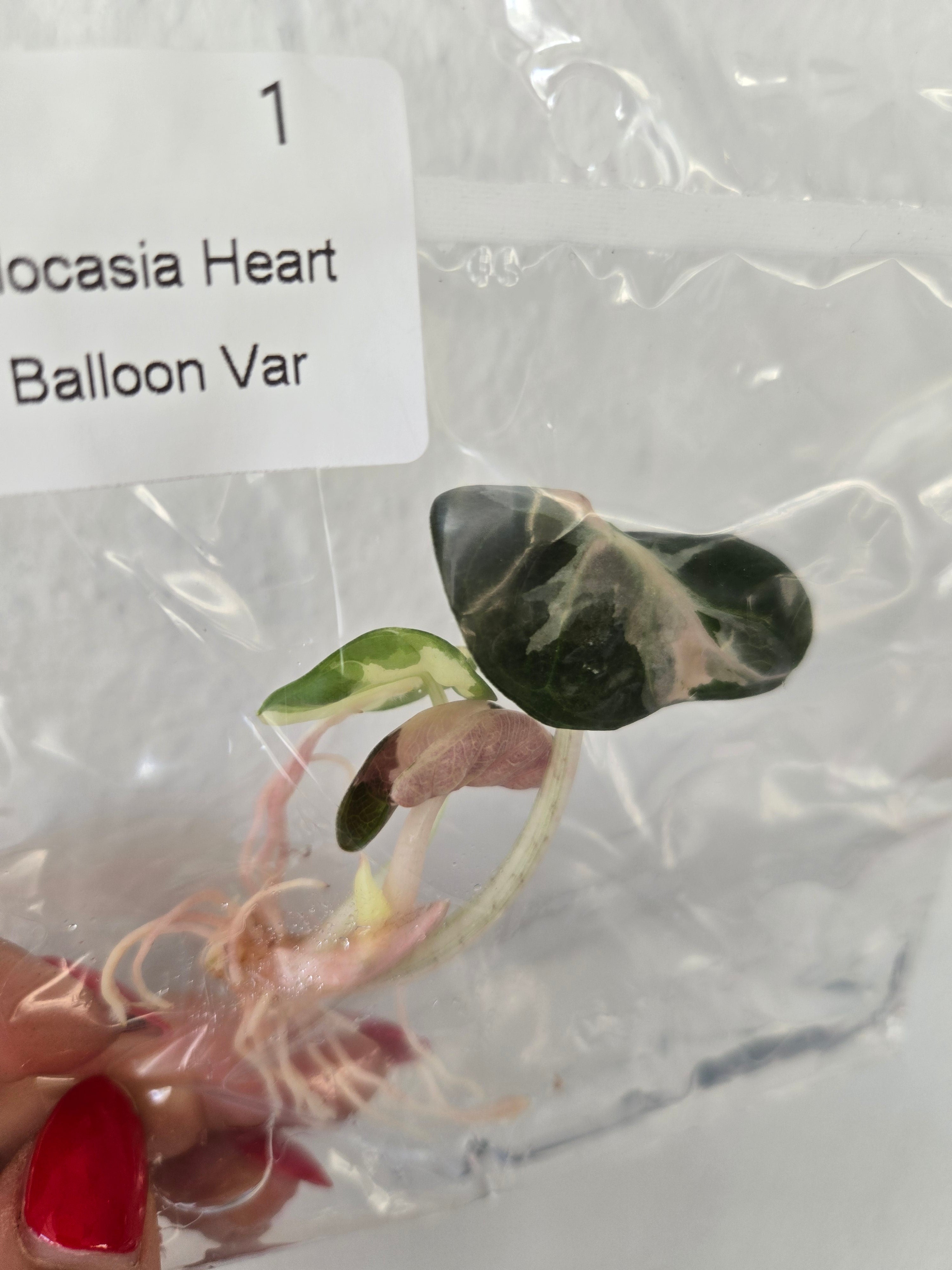 Heart Balloon Variegated - TC