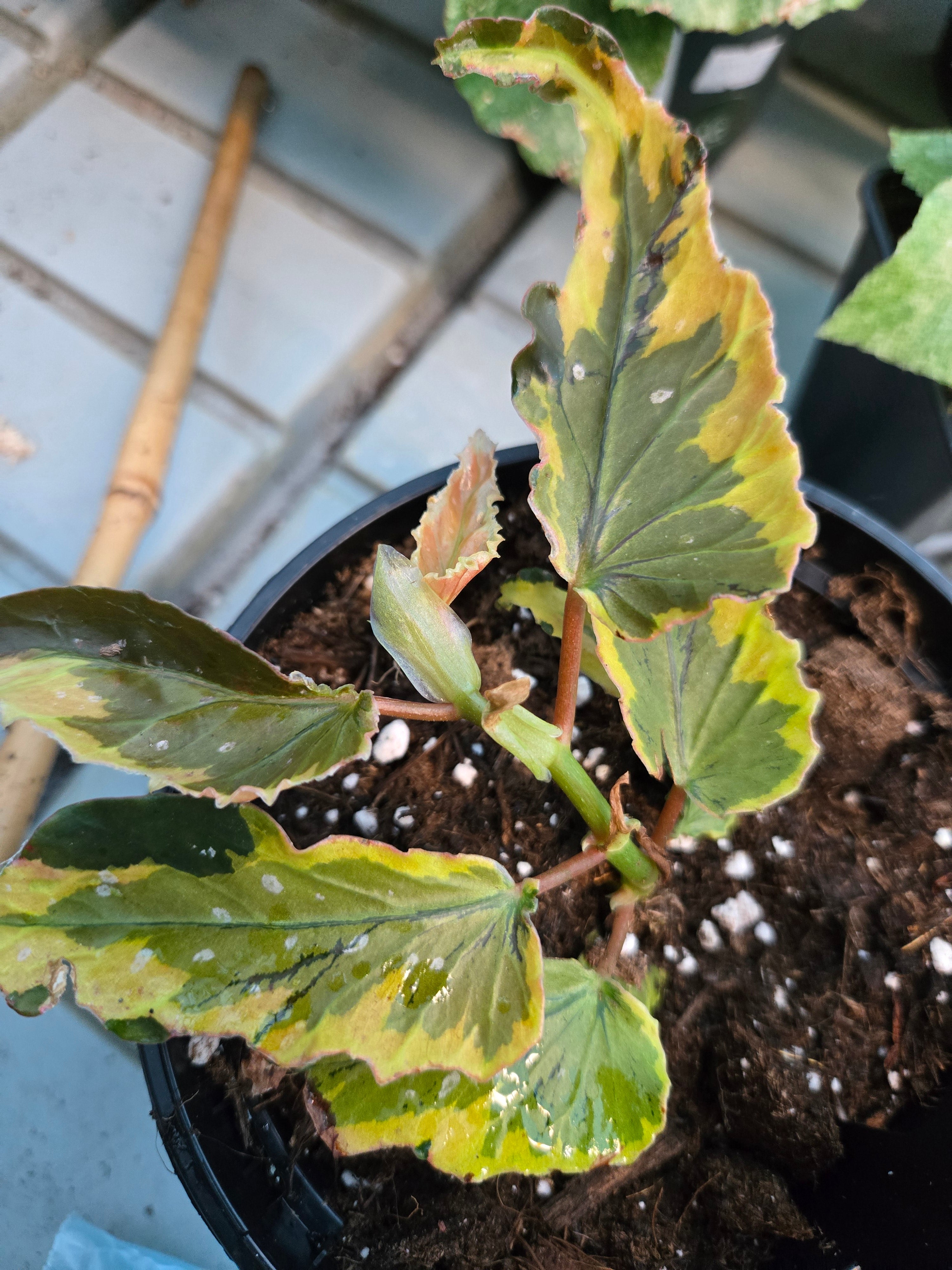 Begonia Dainty Spray Variegata
