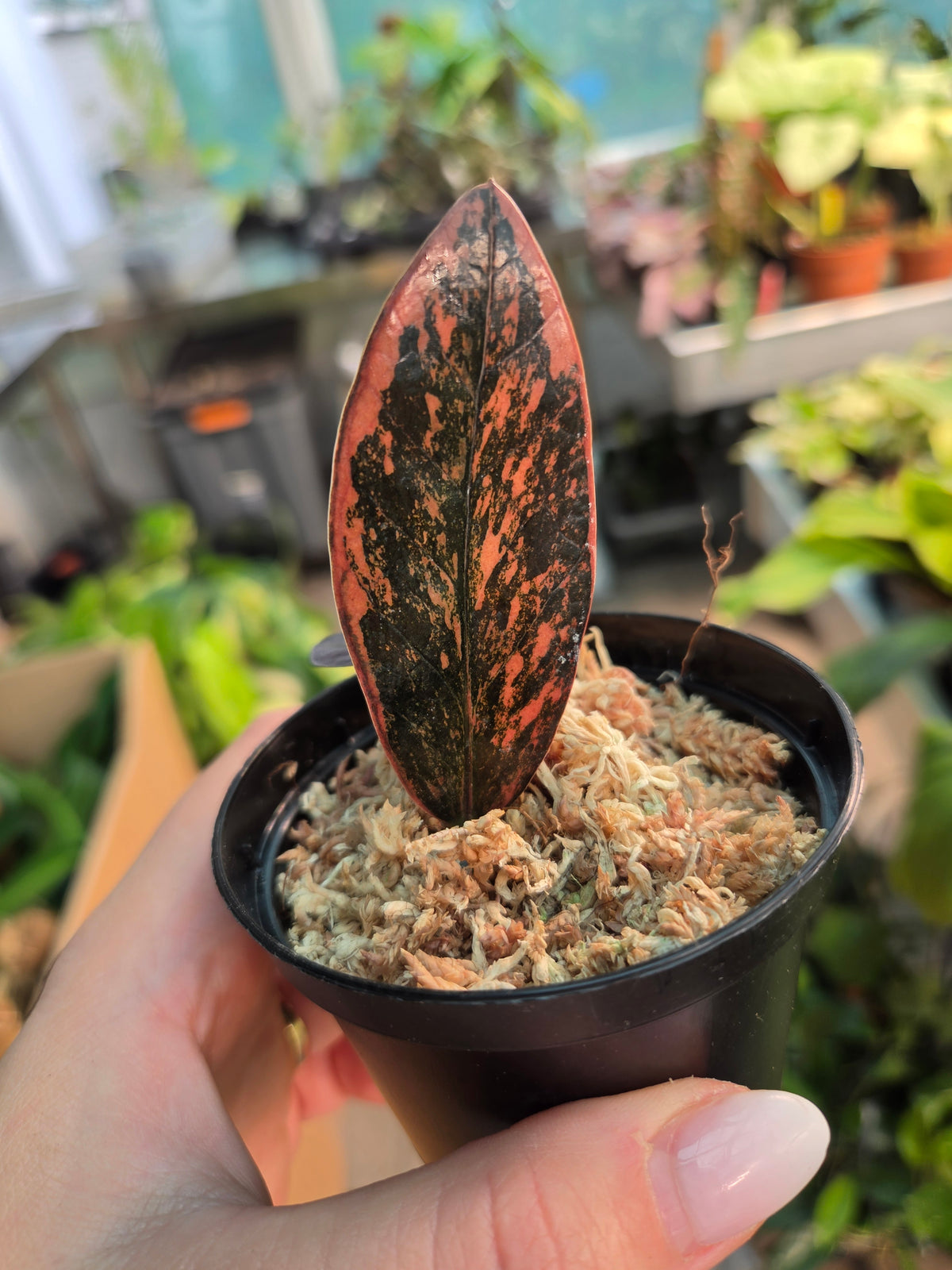 ZZ Zamiofolia Zamifolia Raven Black Orange Variegated
