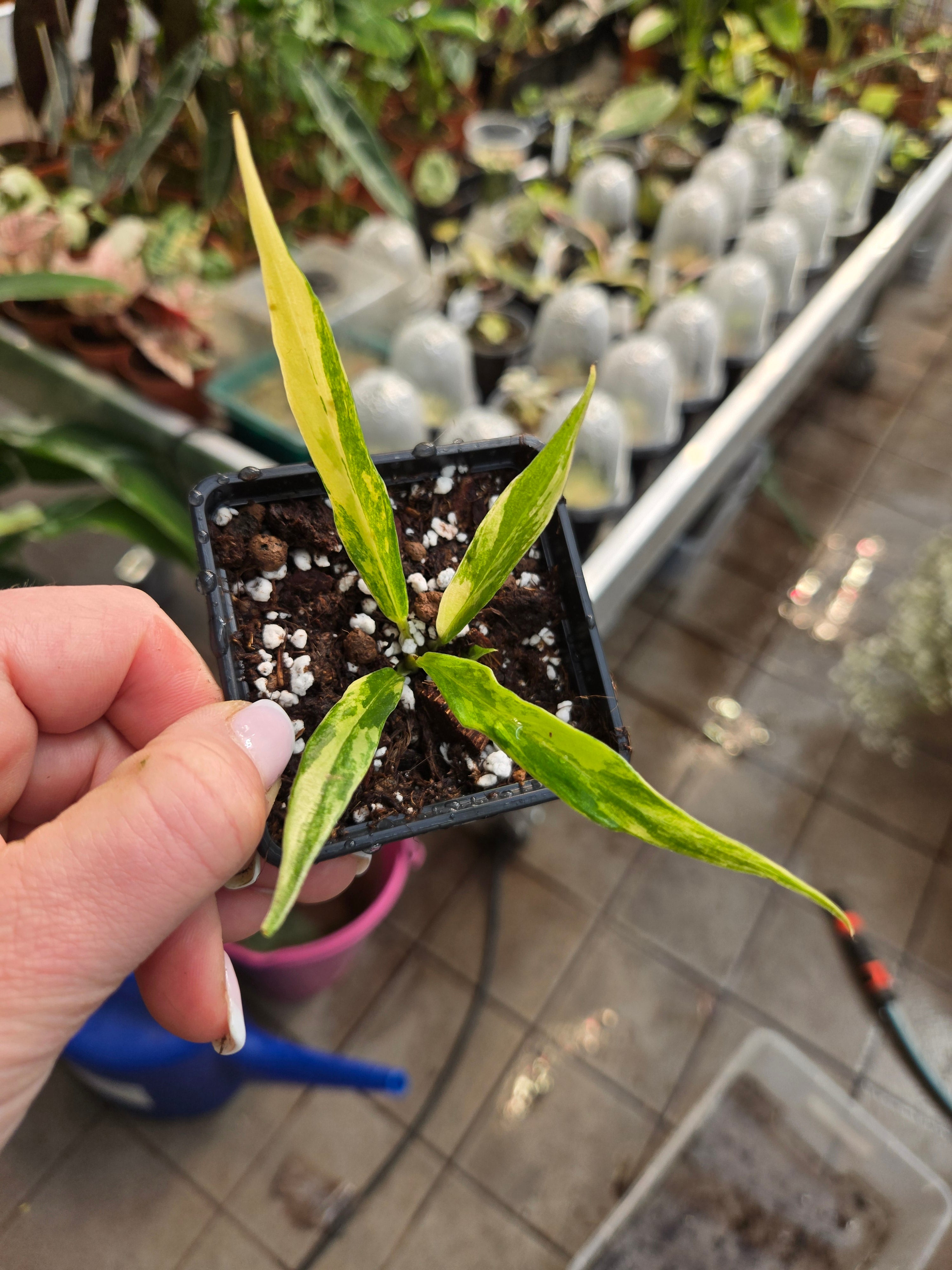 Philodendron Tortum Variegata