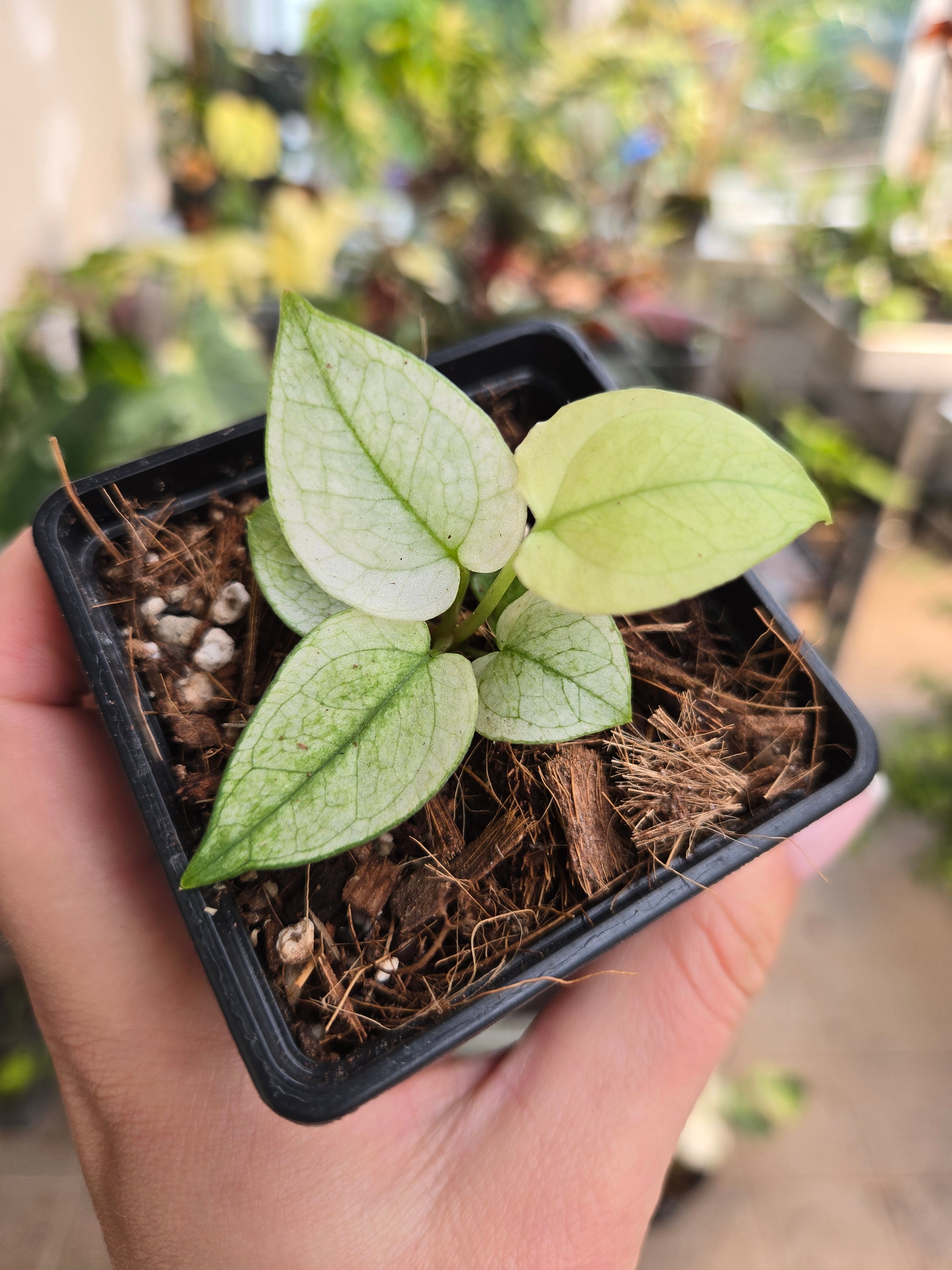 Anthurium Papillilamnum Mint aus Seed