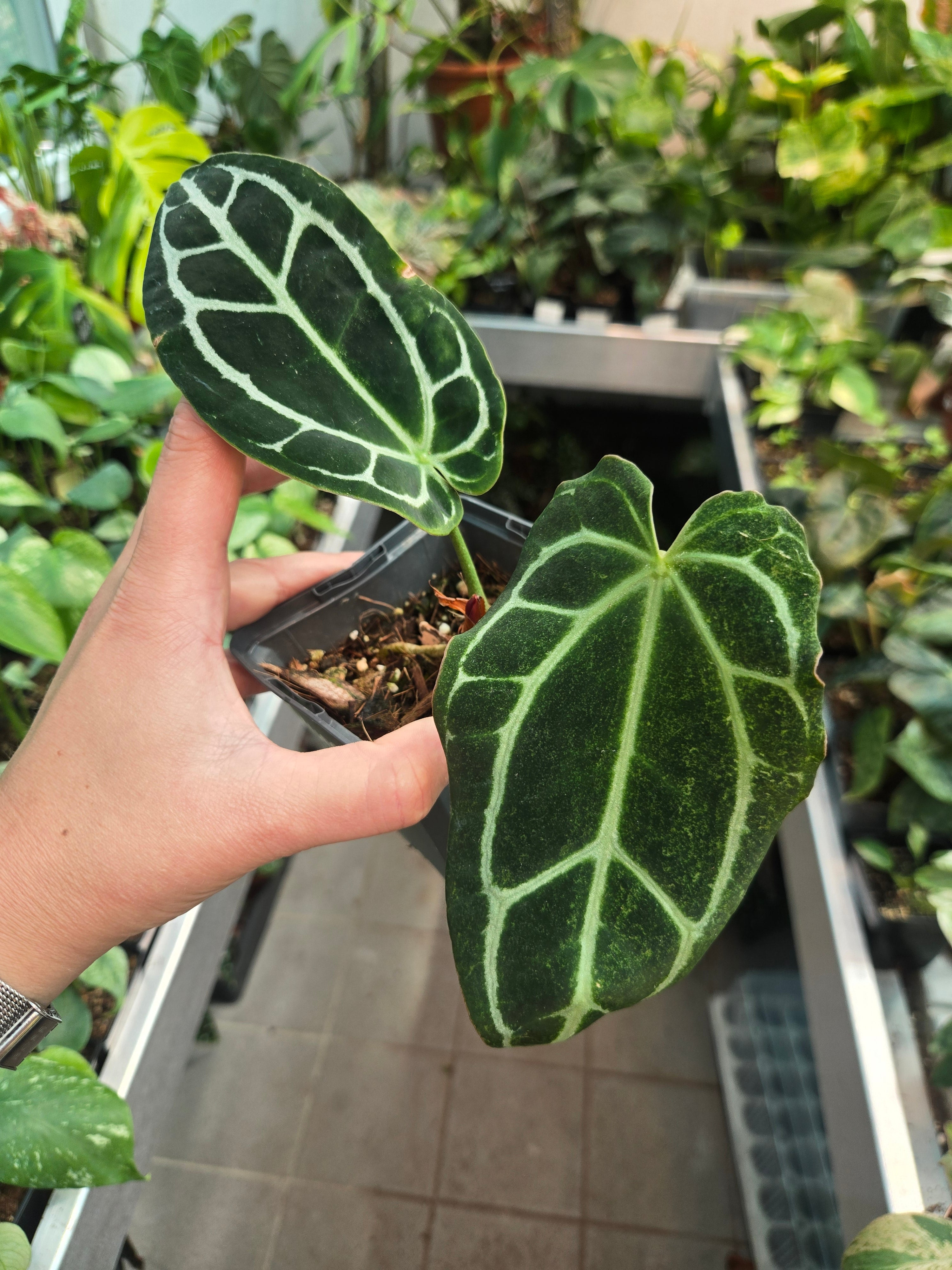 Anthurium Queen of Crystallinum-Sadplant