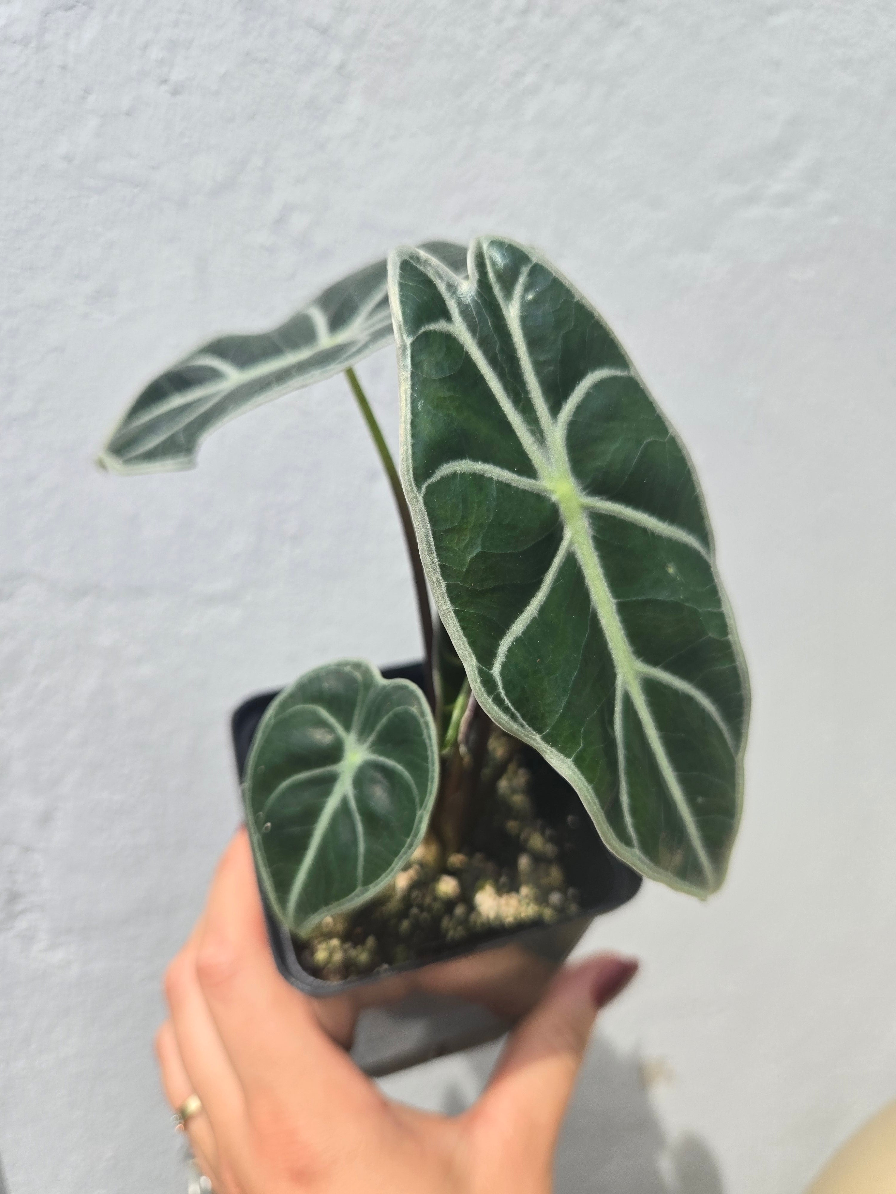 Alocasia Parasol