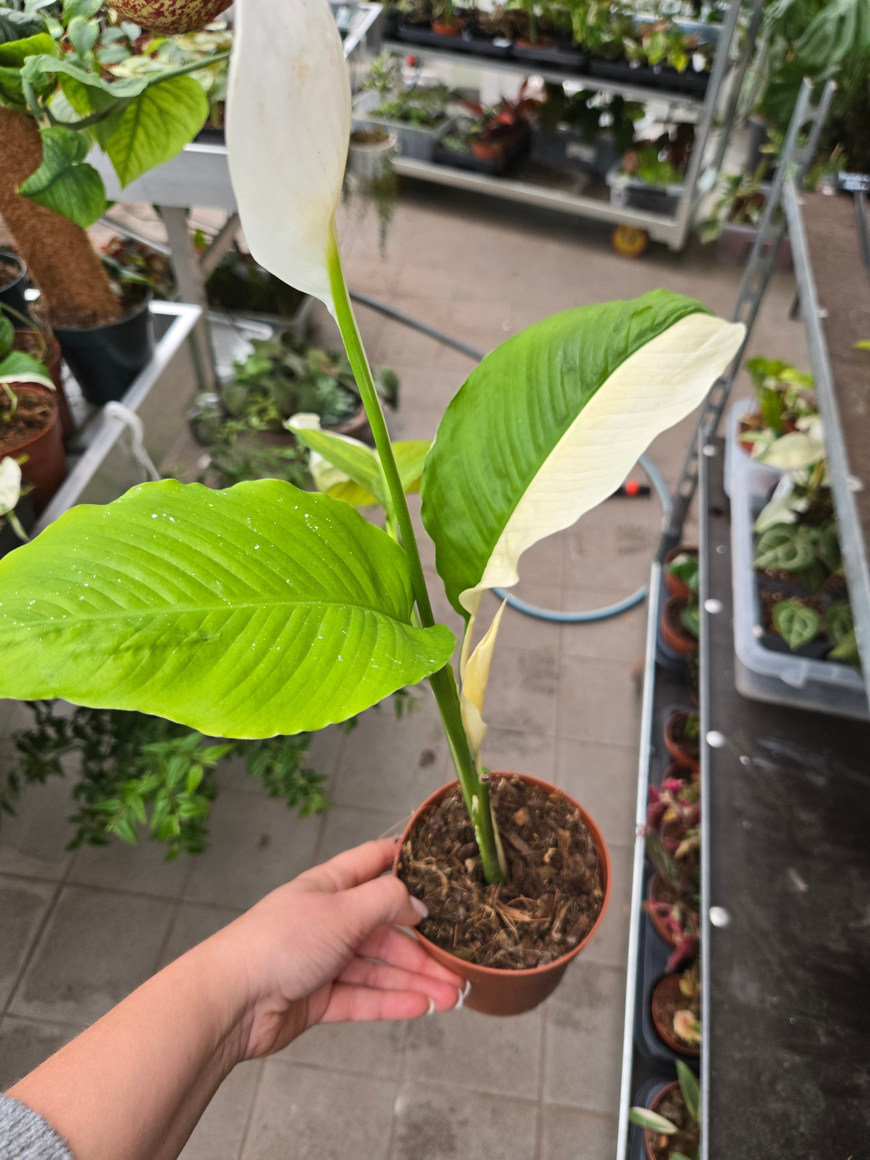 Spathiphyllum Domino Albo