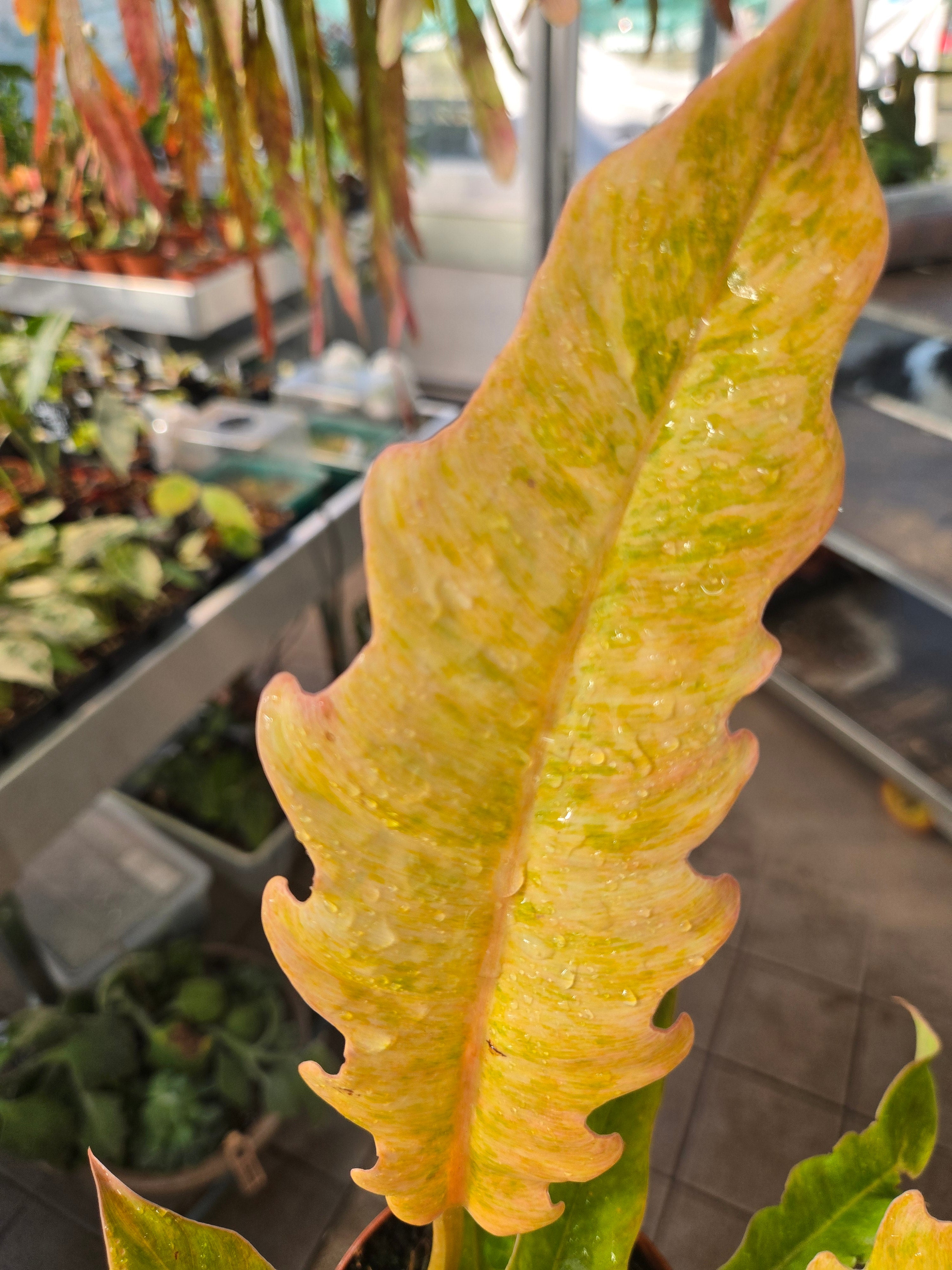 Philodendron Ring of Fire Mutation