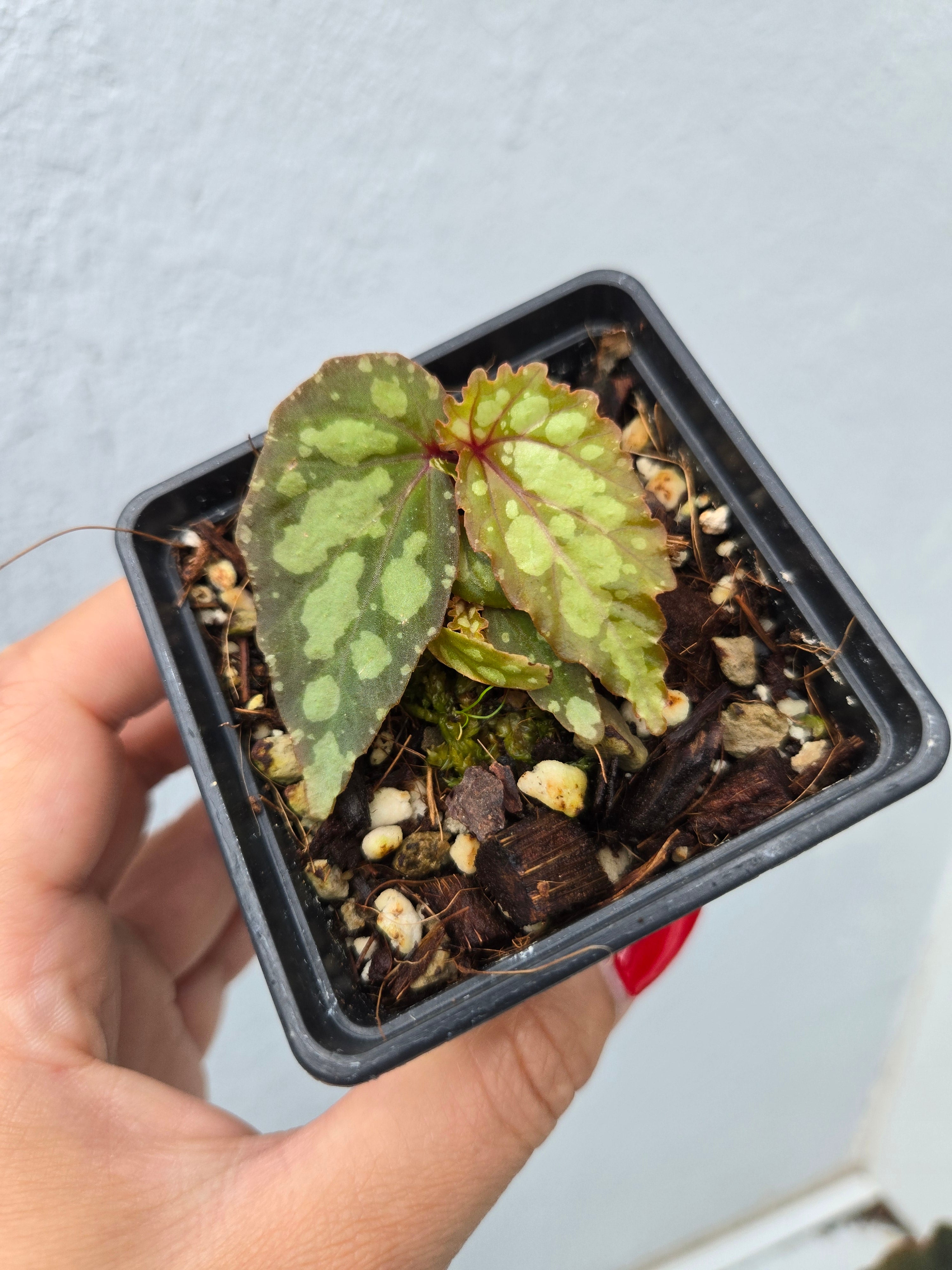 Begonia Lucifer