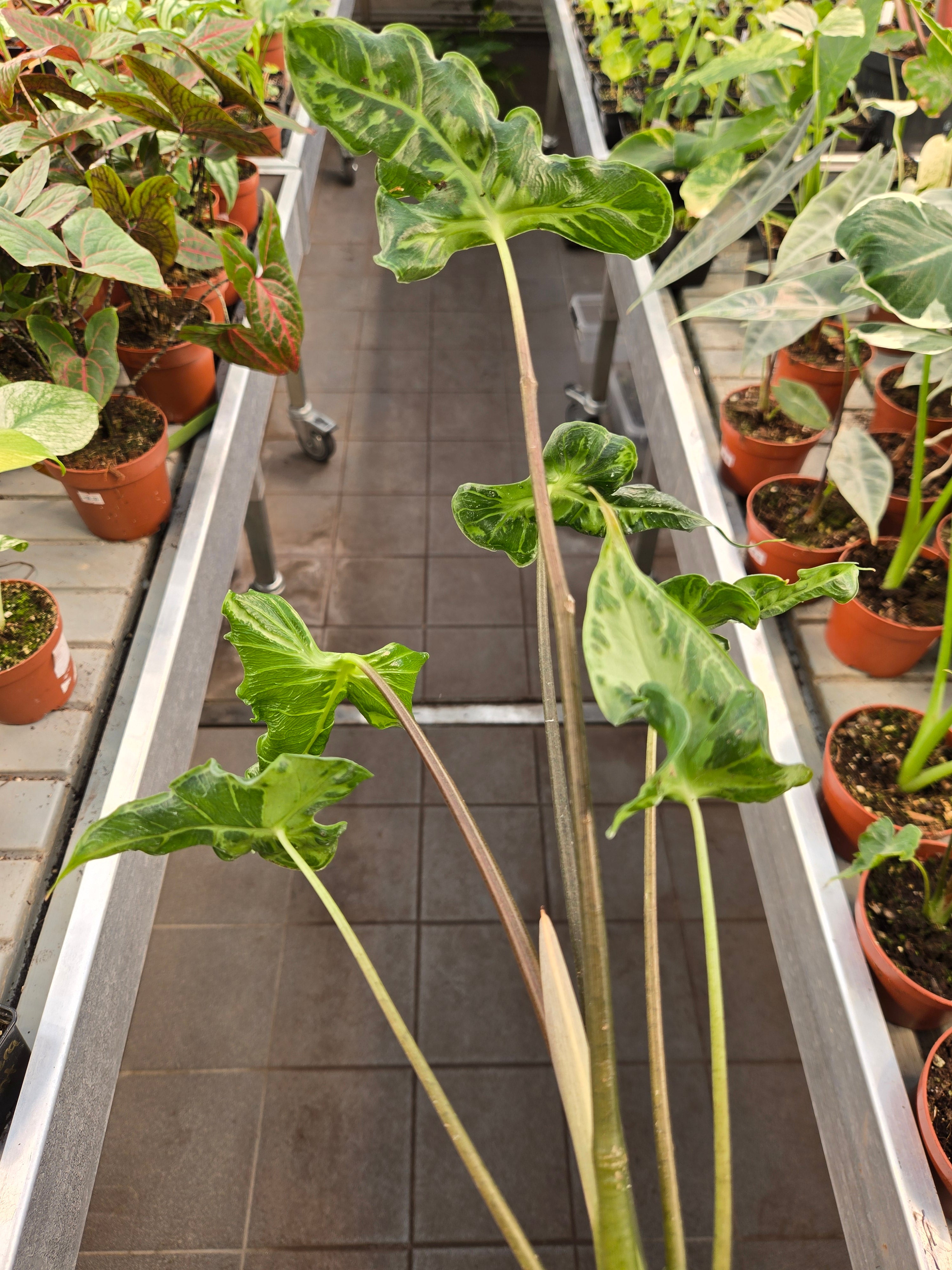 Alocasia Teletubbies