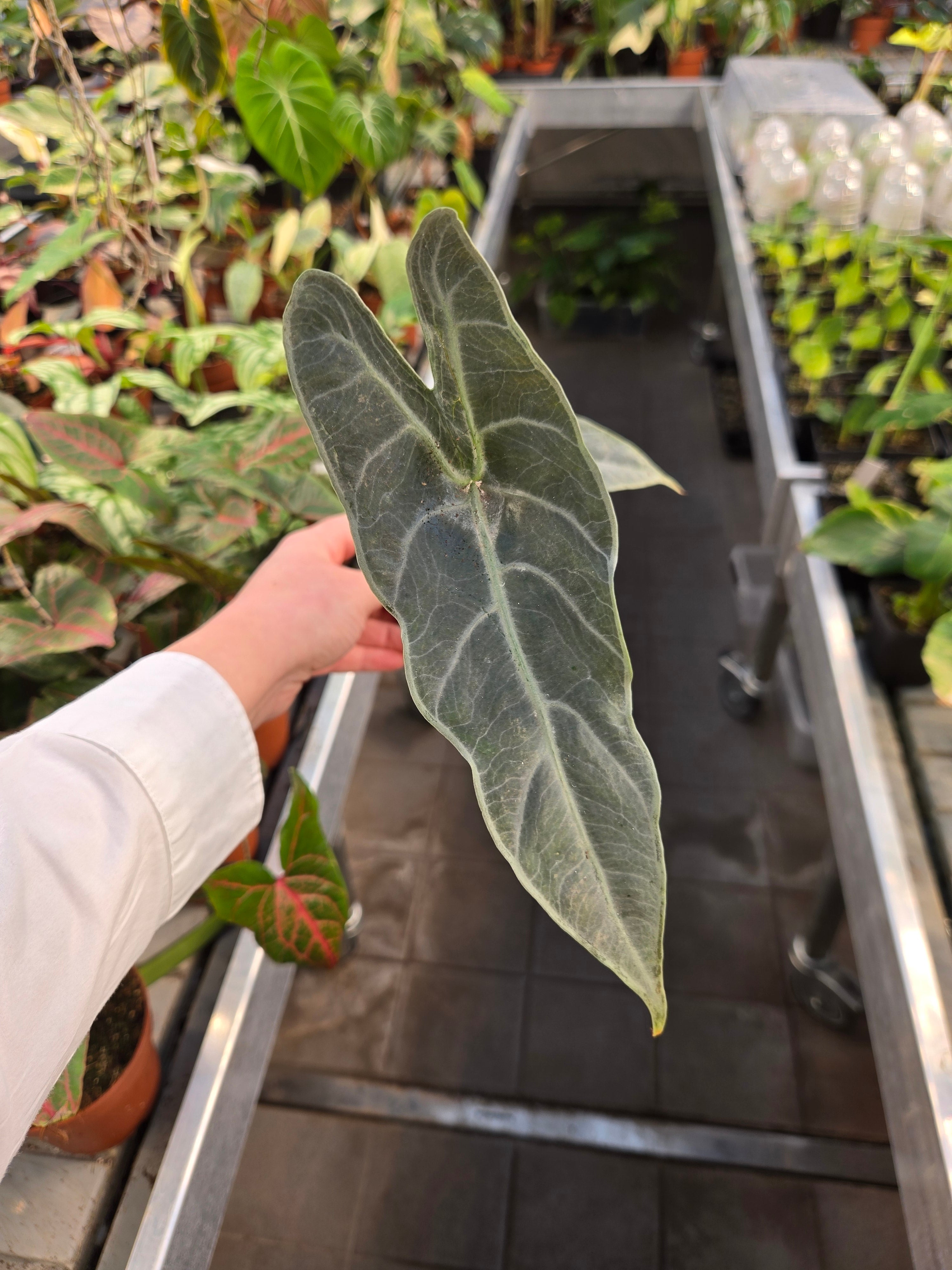 Alocasia Longiloba Silver