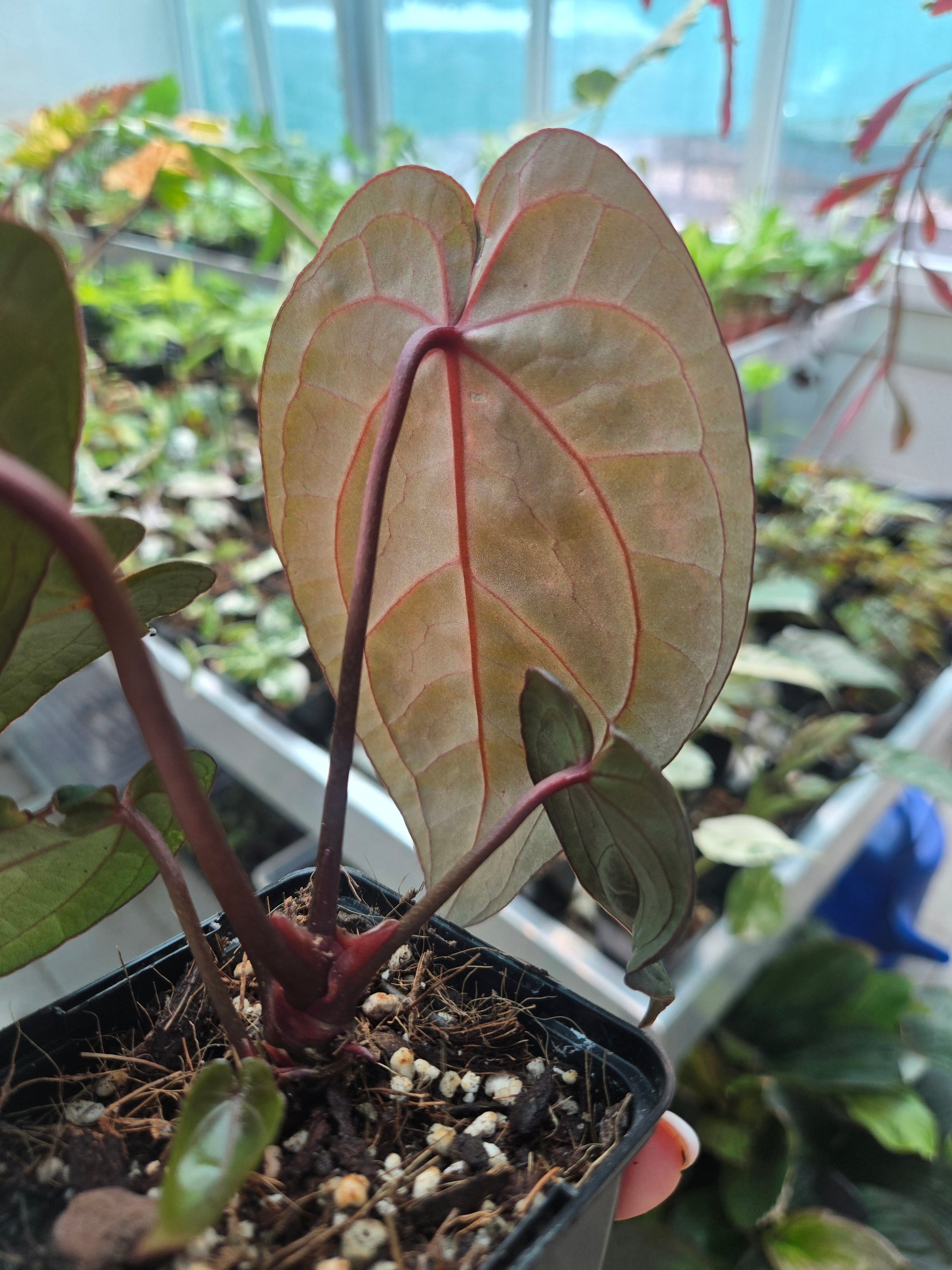 Anthurium Red Vein Dark Phönix (RVDP