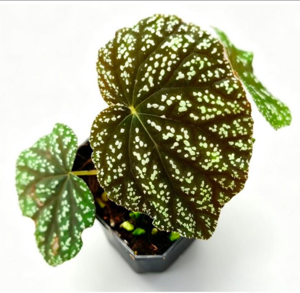 Begonia sp. java - TC