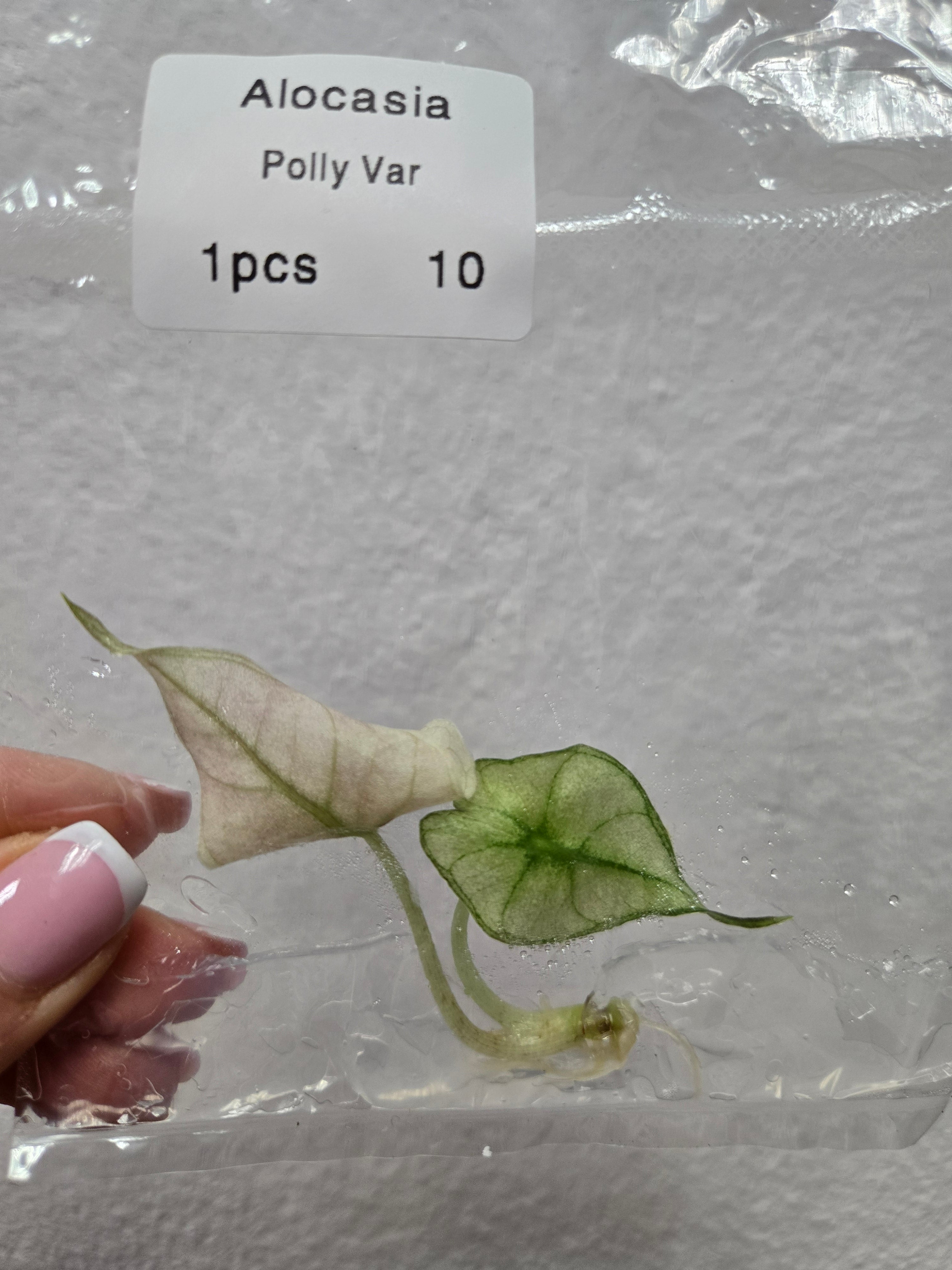 Alocasia Polly Variegata - Tissue Culture (TC)