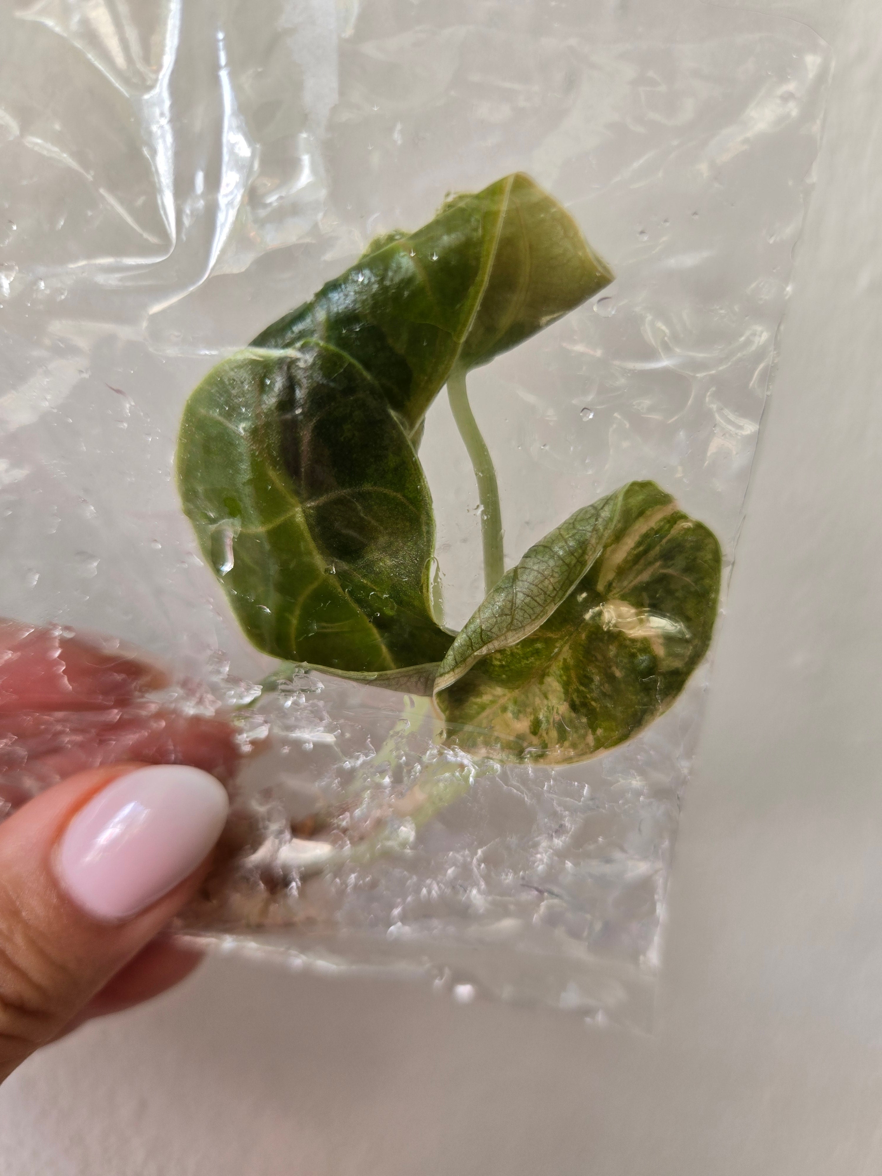 Alocasia Azlanii Aurea -TC