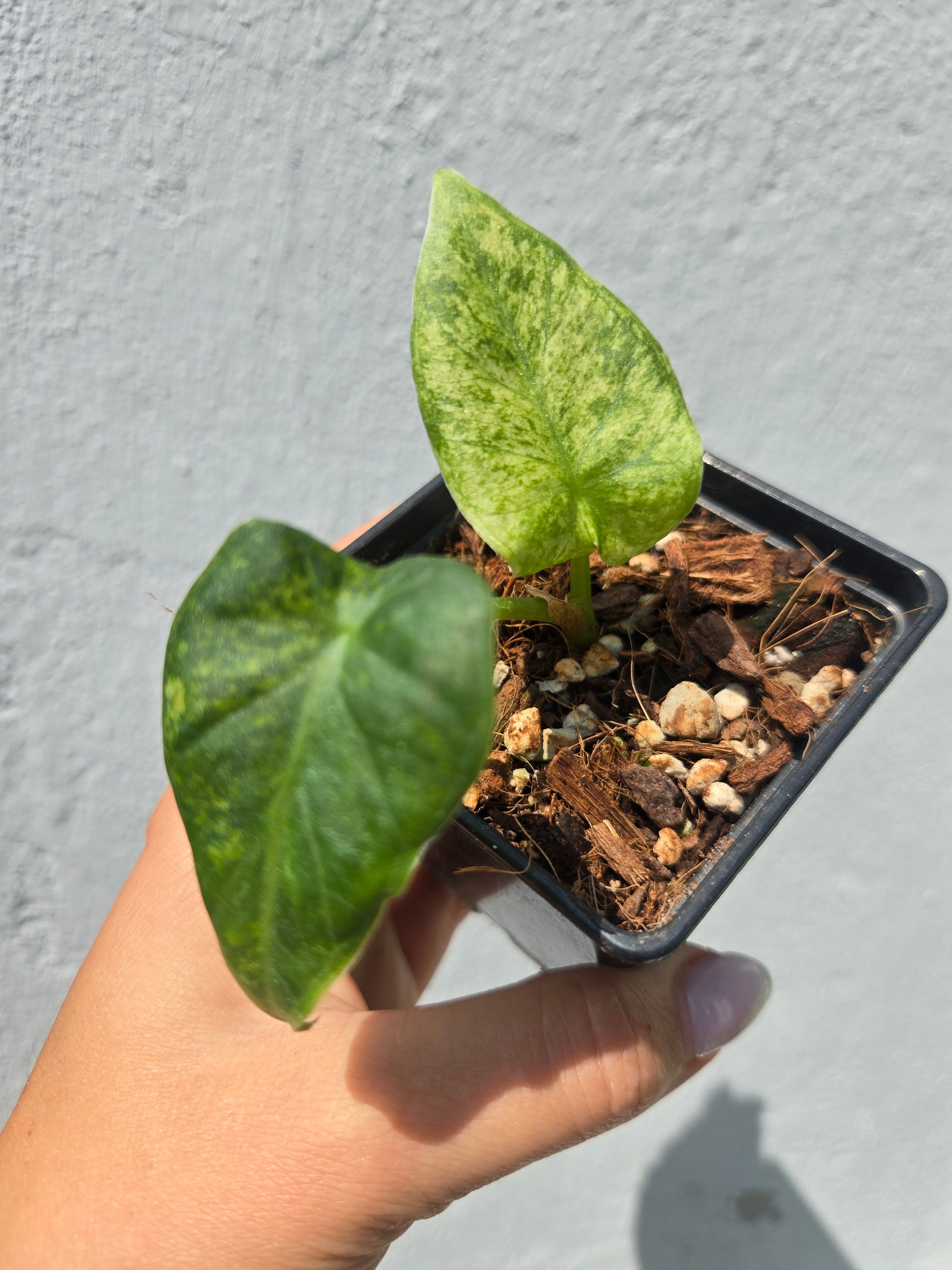 Alocasia Regale Shield Aurea (aus Rizom)