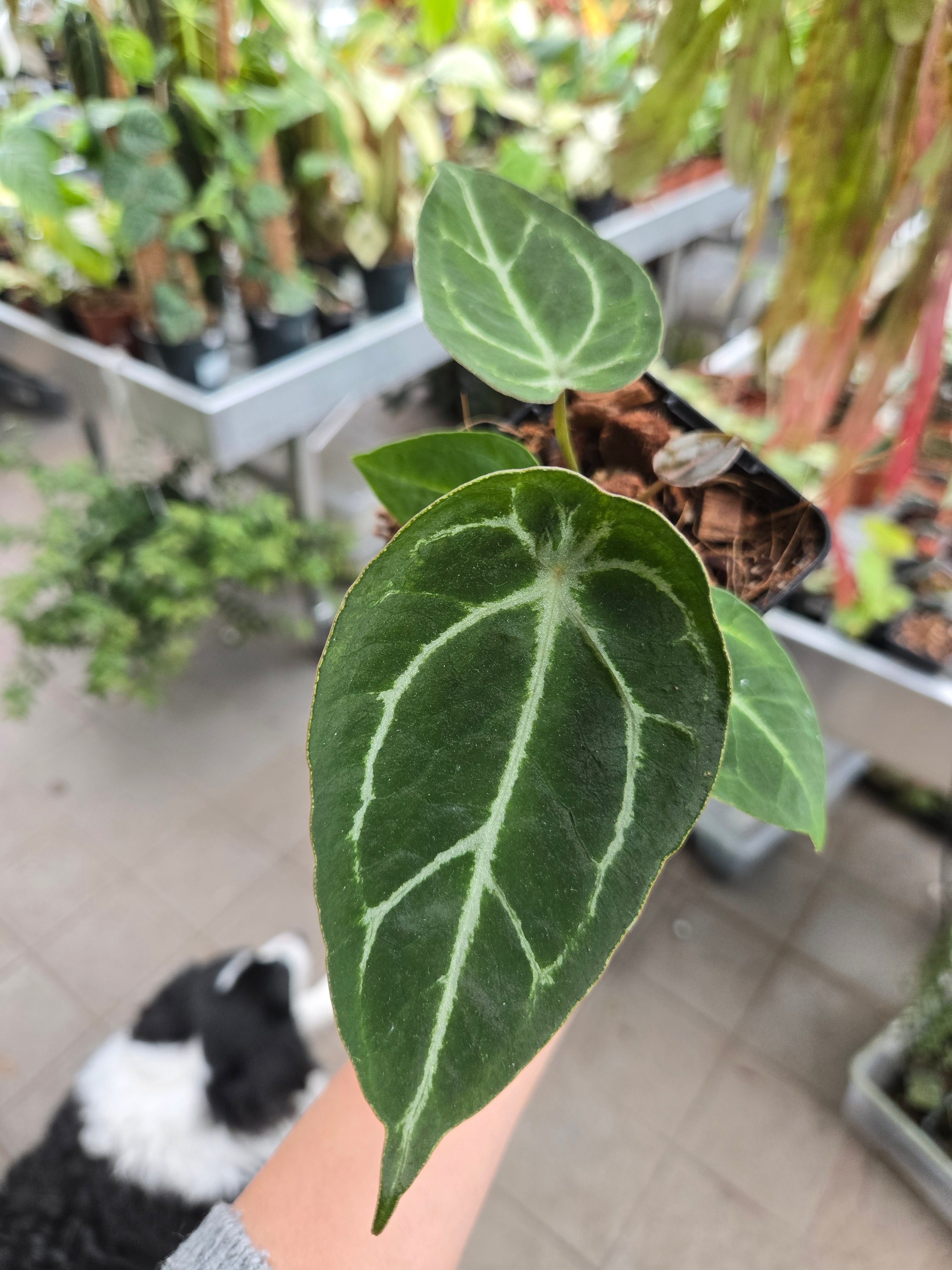 Anthurium Thunderbold x Red Crystallinum (closed Sinus)