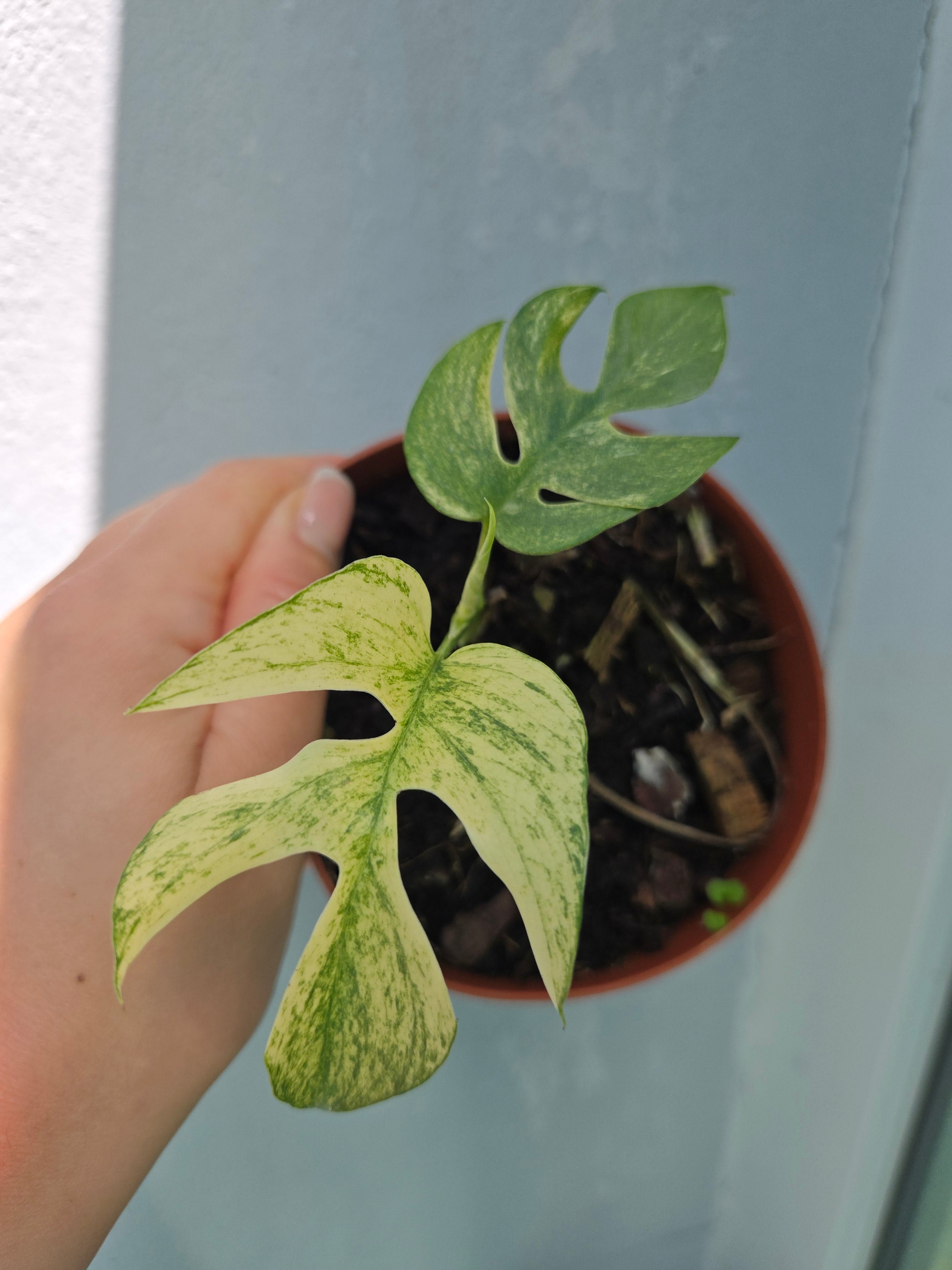 Rhaphidophora Testrasperma White Monster