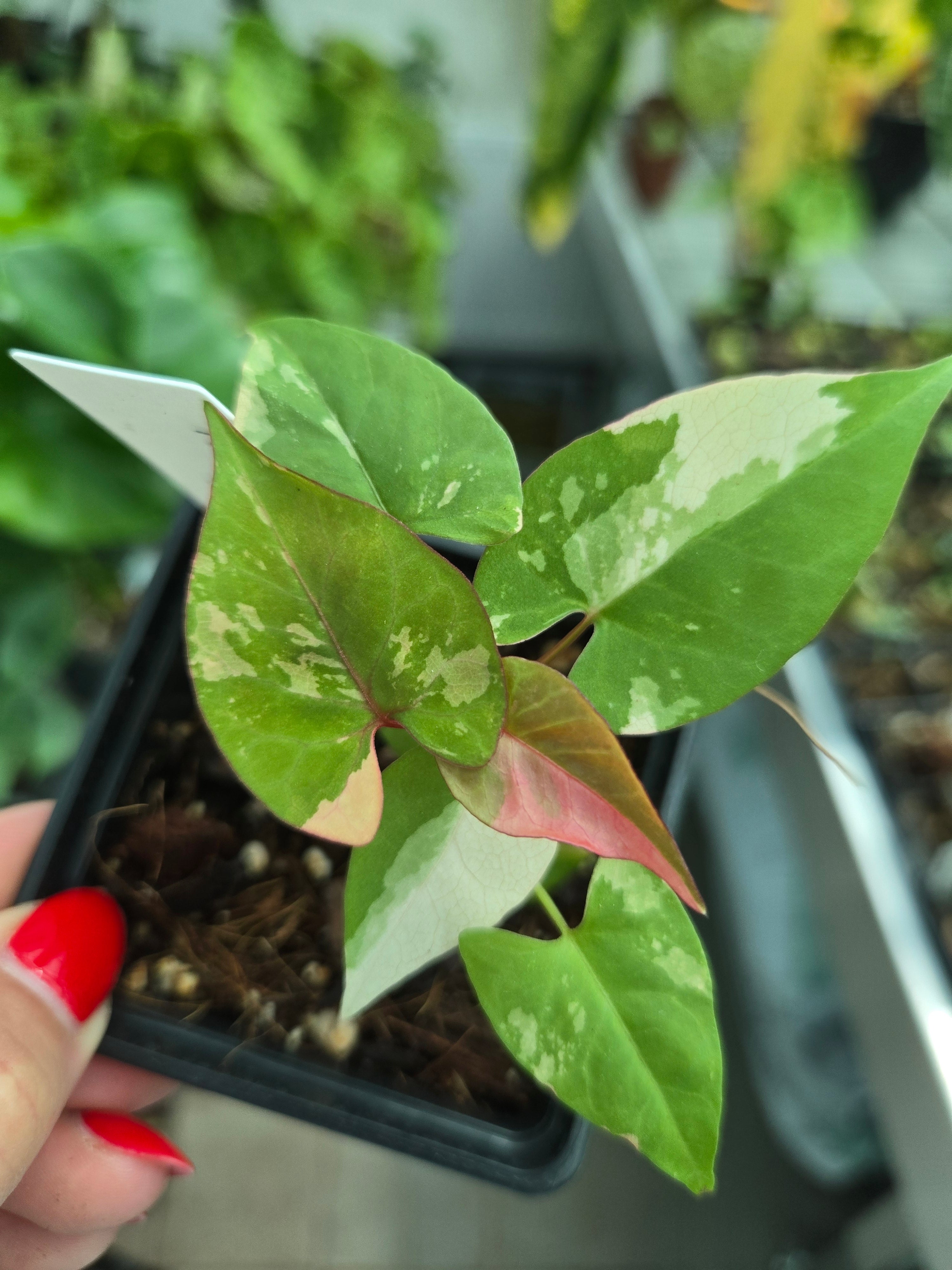 Fallopia Multiflora