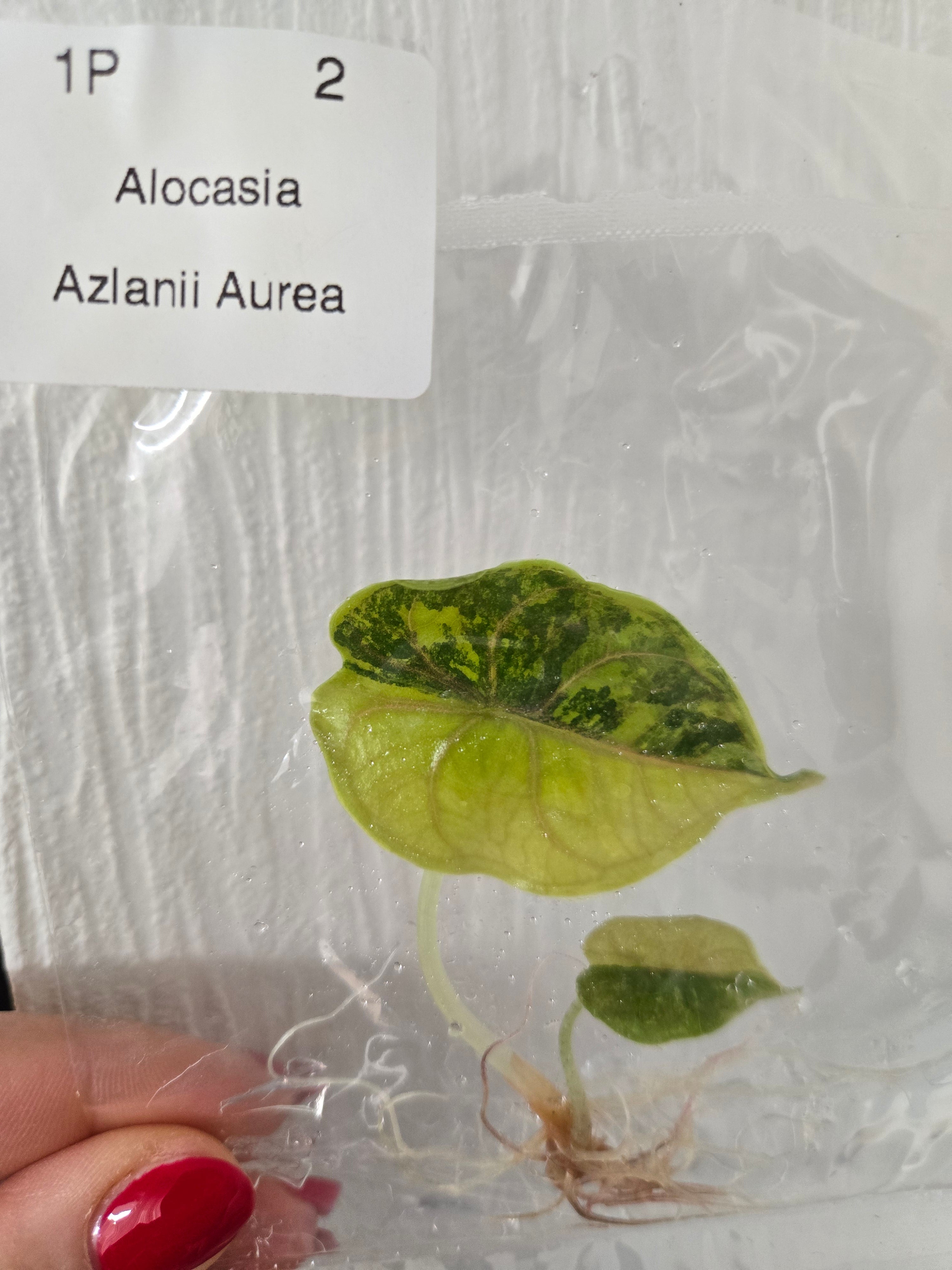 Alocasia Azlanii Aurea -TC