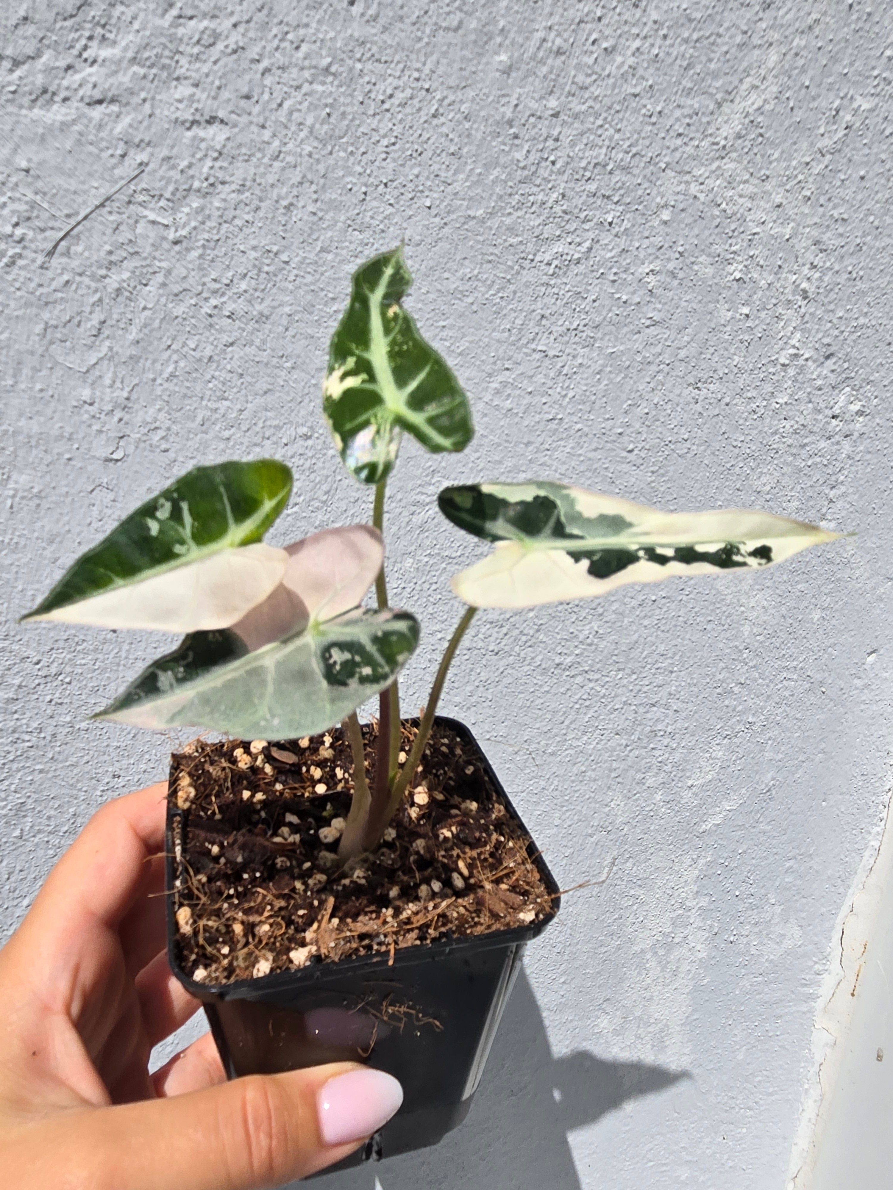 Alocasia Bambino Pink