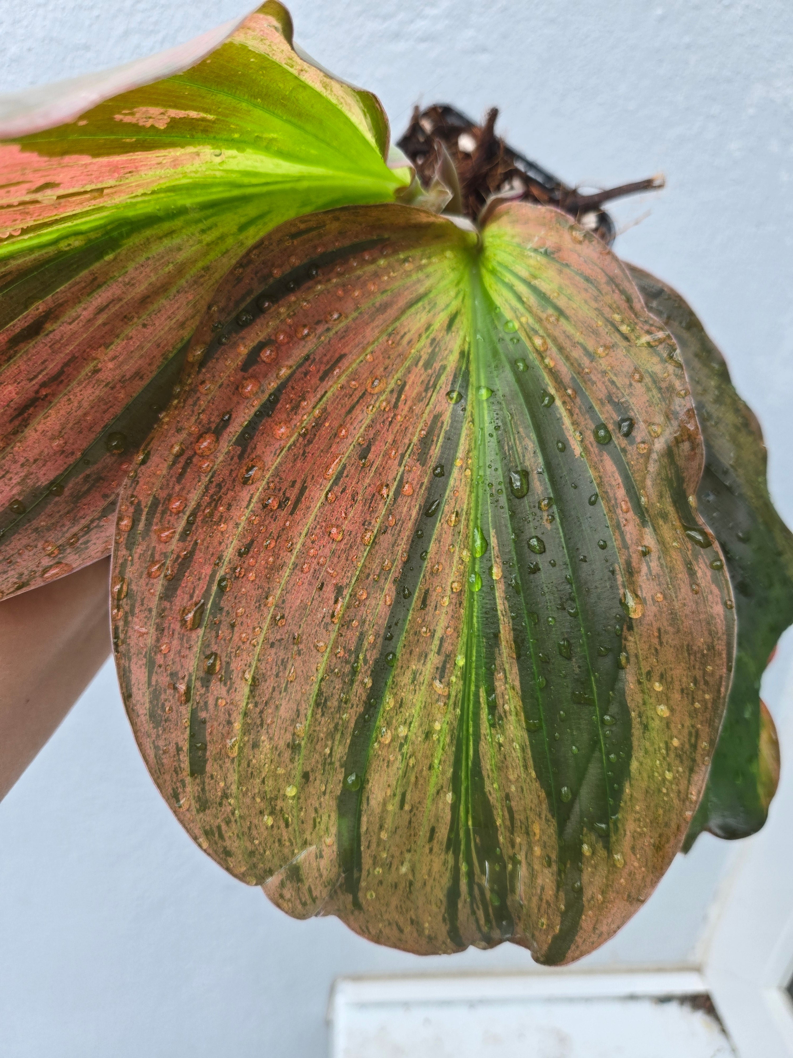 Kaempferia Pulchra Pink Variegated
