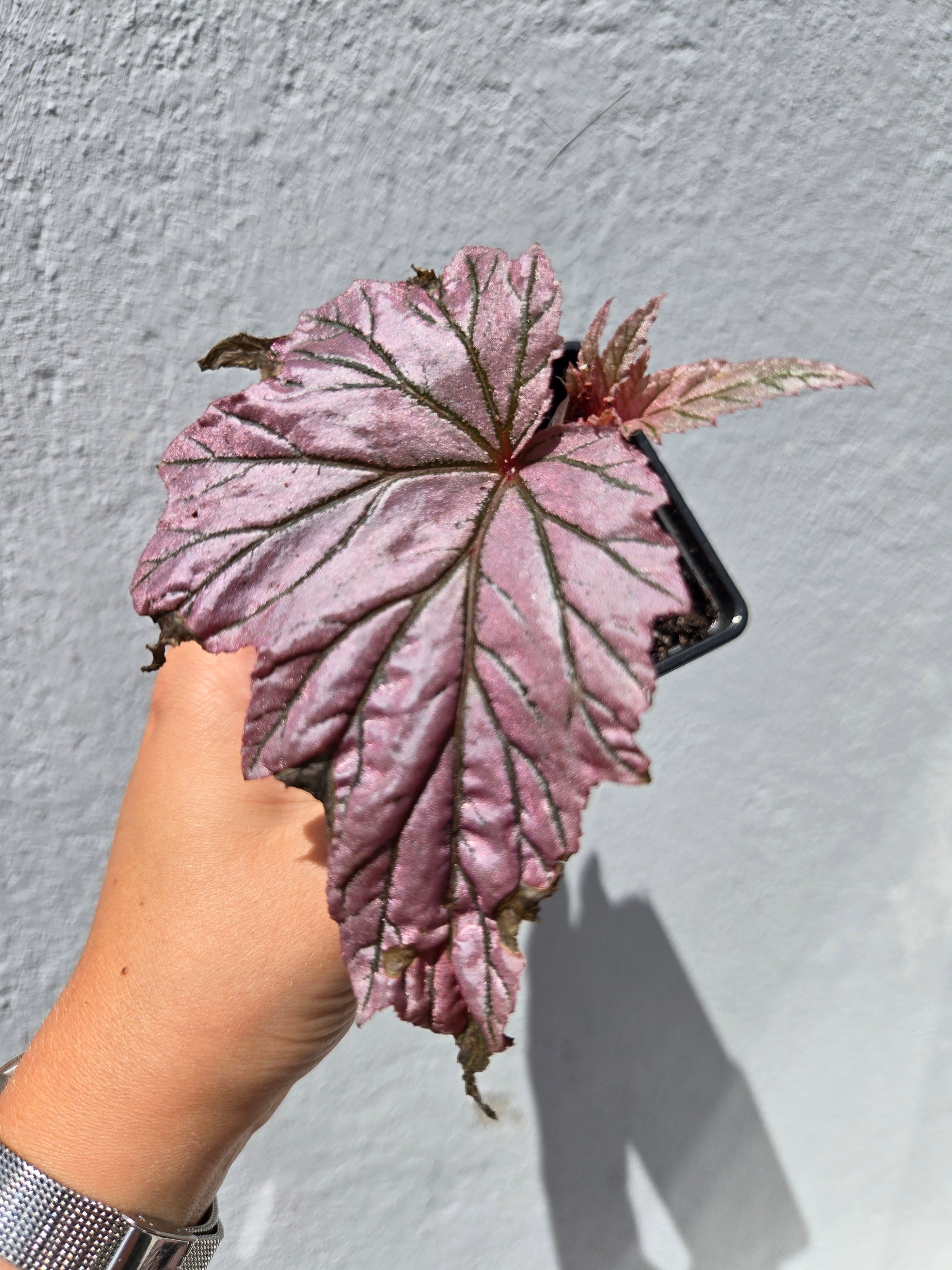 Begonia Lamoon