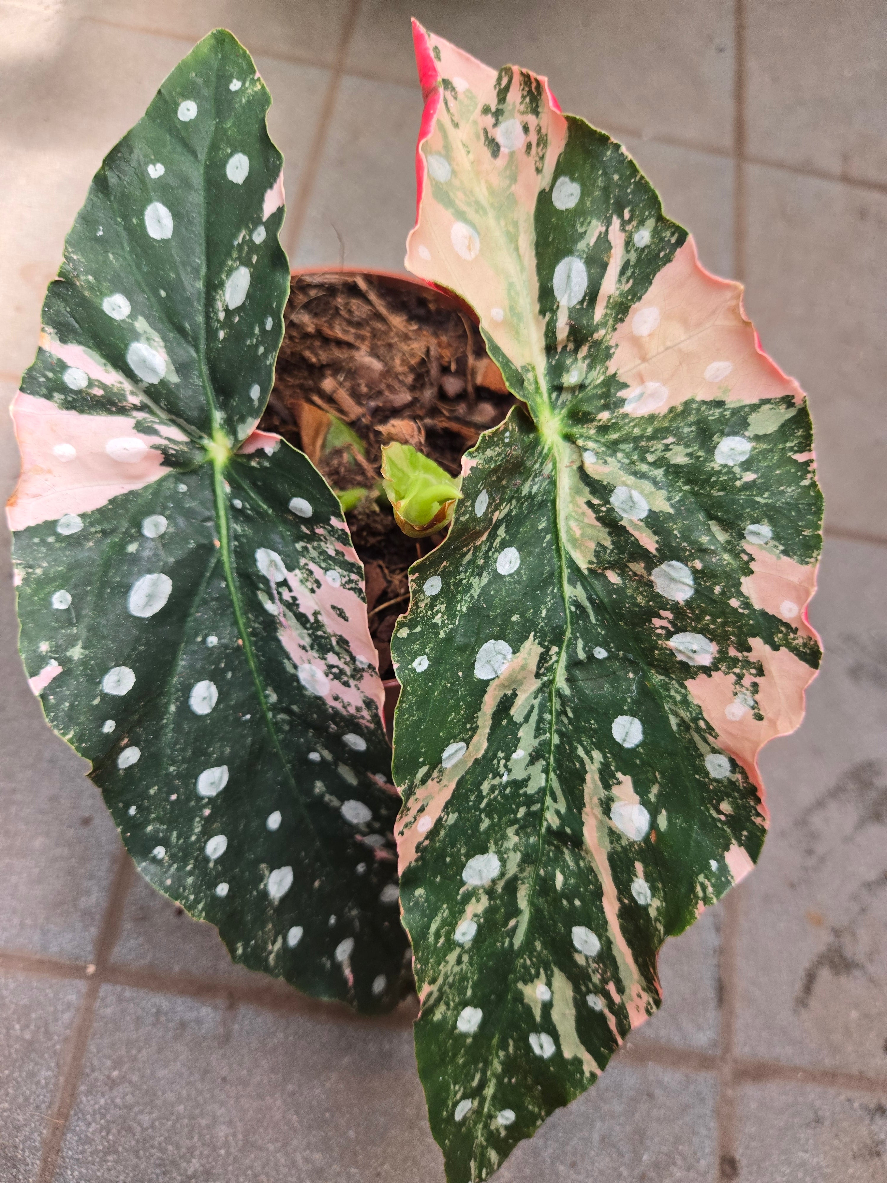 Begonia Maculata Pink M