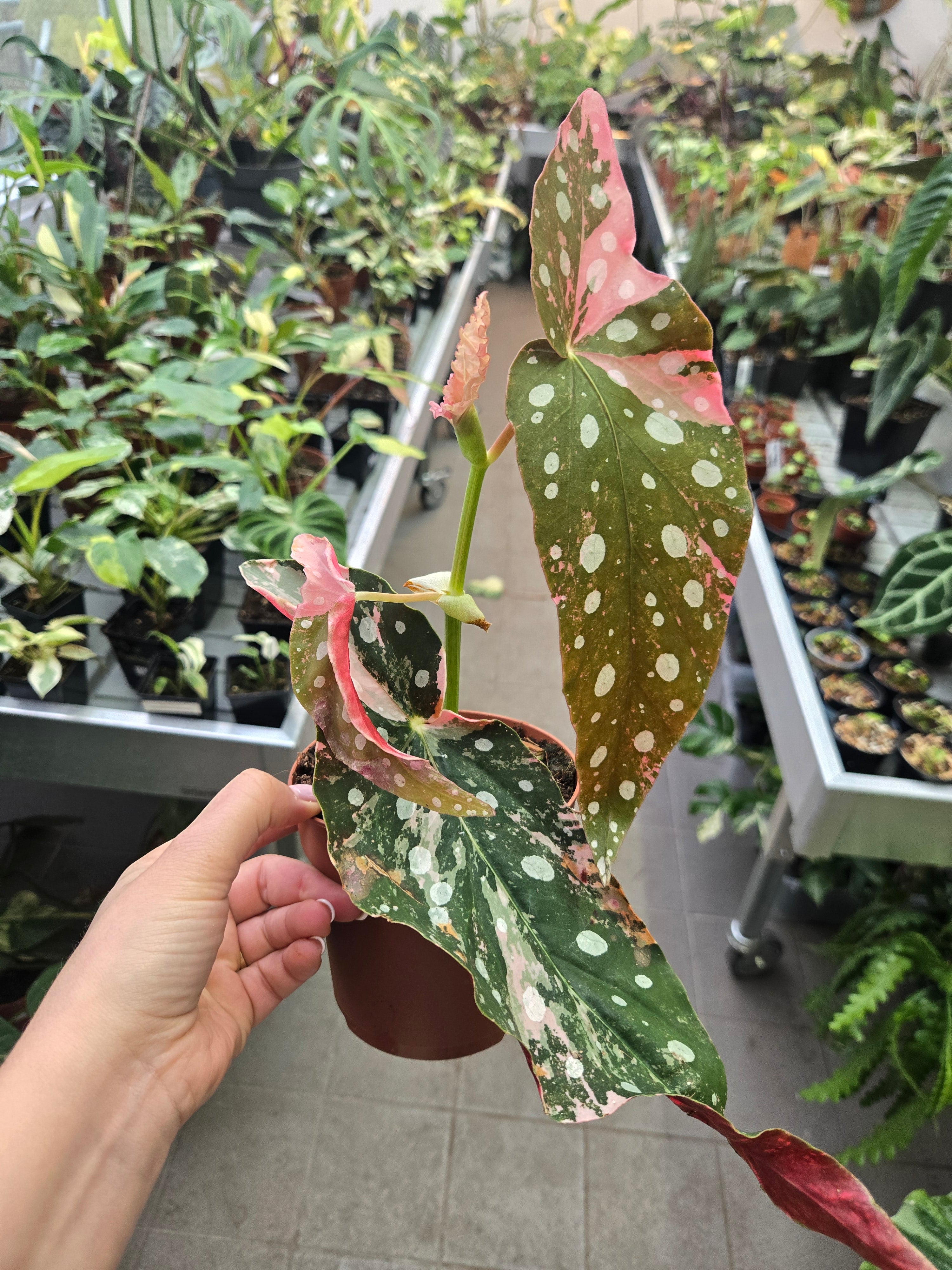 Black Friday Deal Begonia Maculata Pink