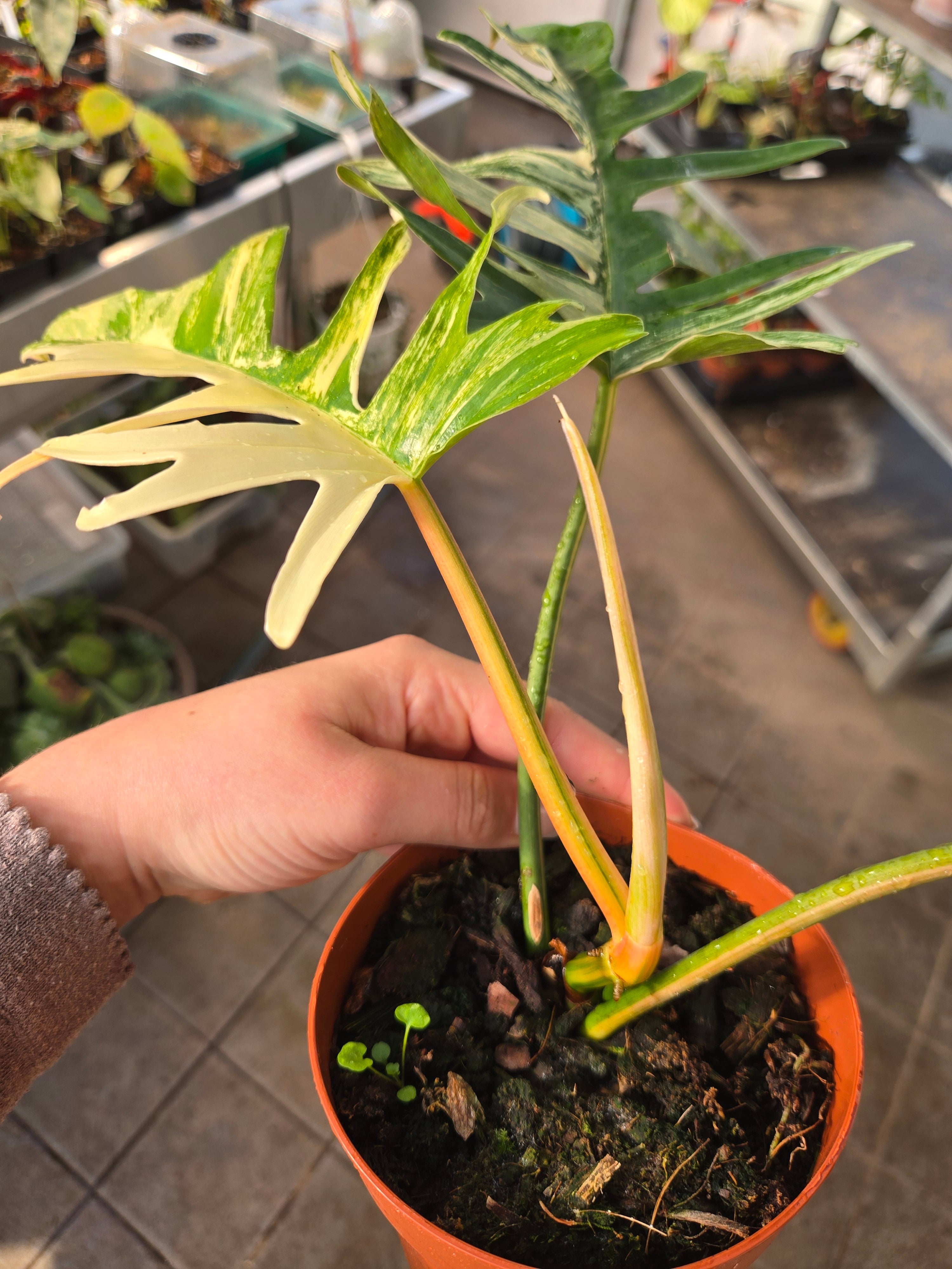 Philodendron Tortum x Florida Beauty