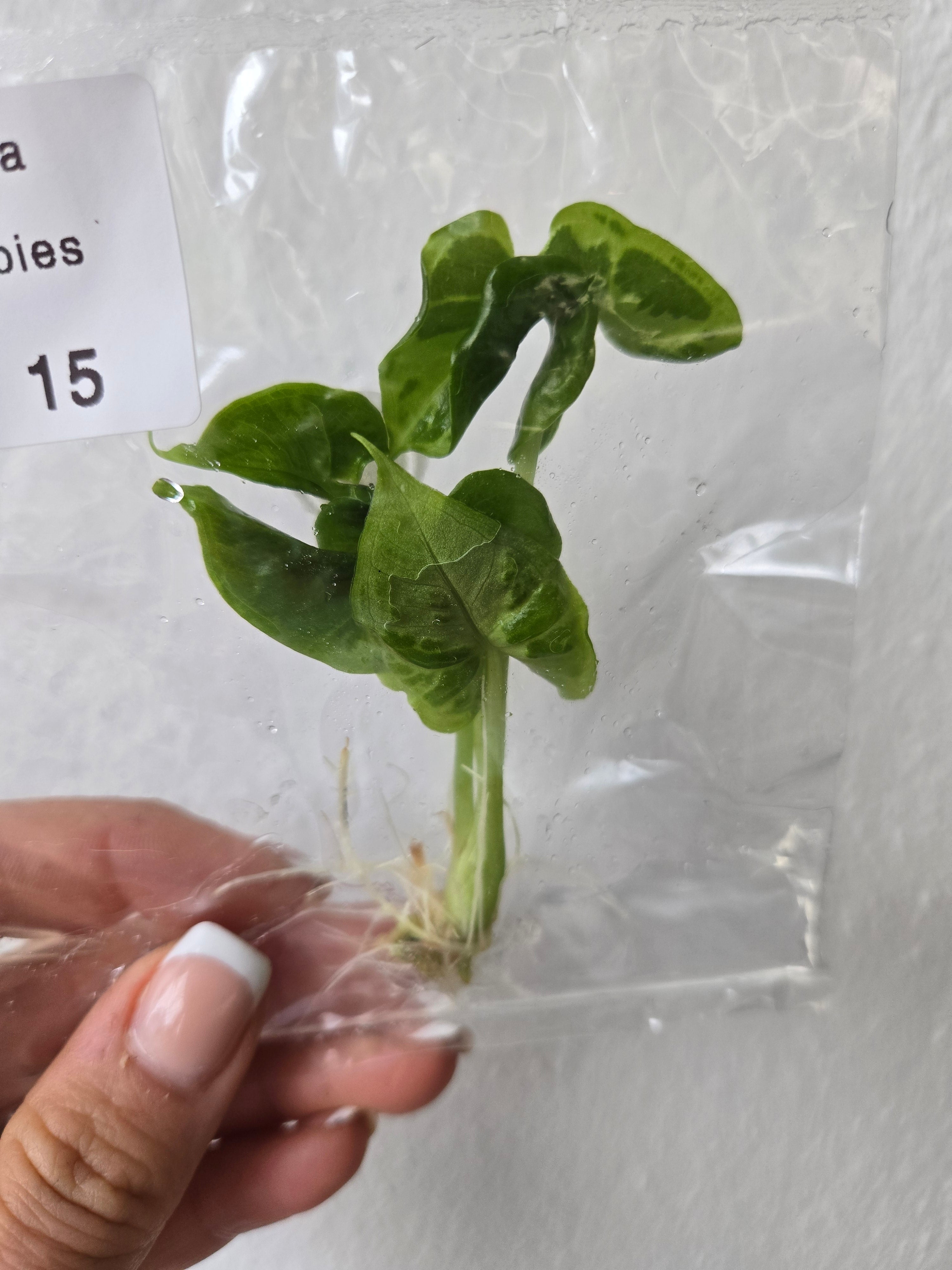 Alocasia Teletubbies