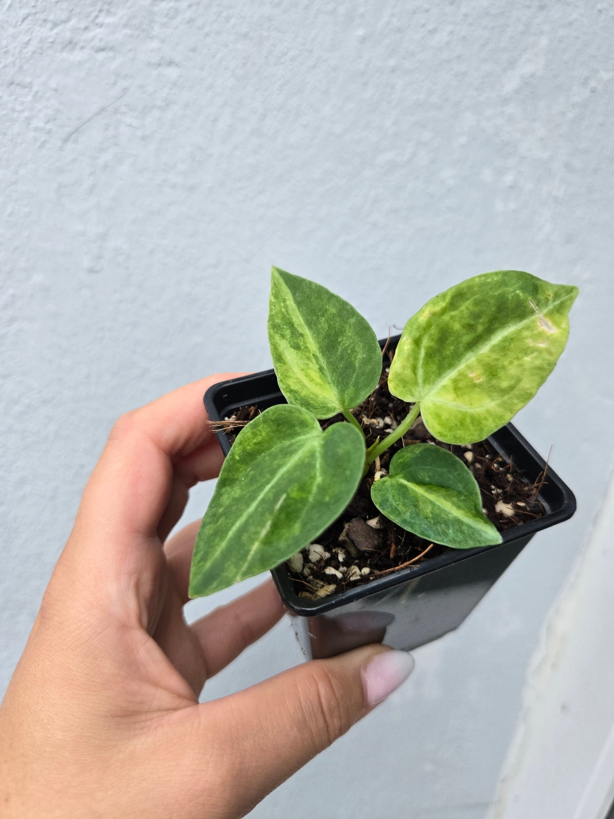 Anthurium Magnificum Variegata (from Seed)