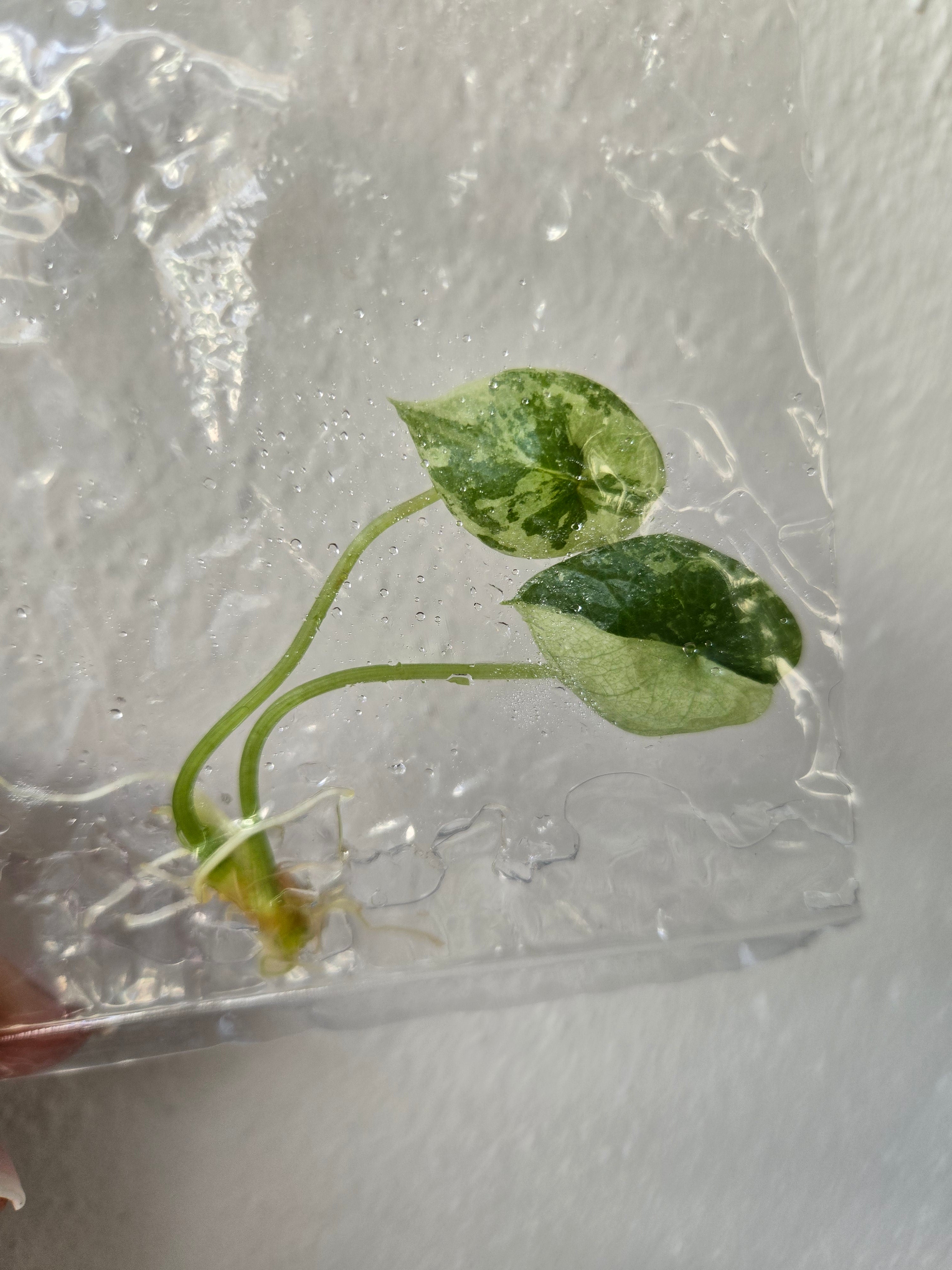 Alocasia Sinuata Albo -TC- Tissue Culture
