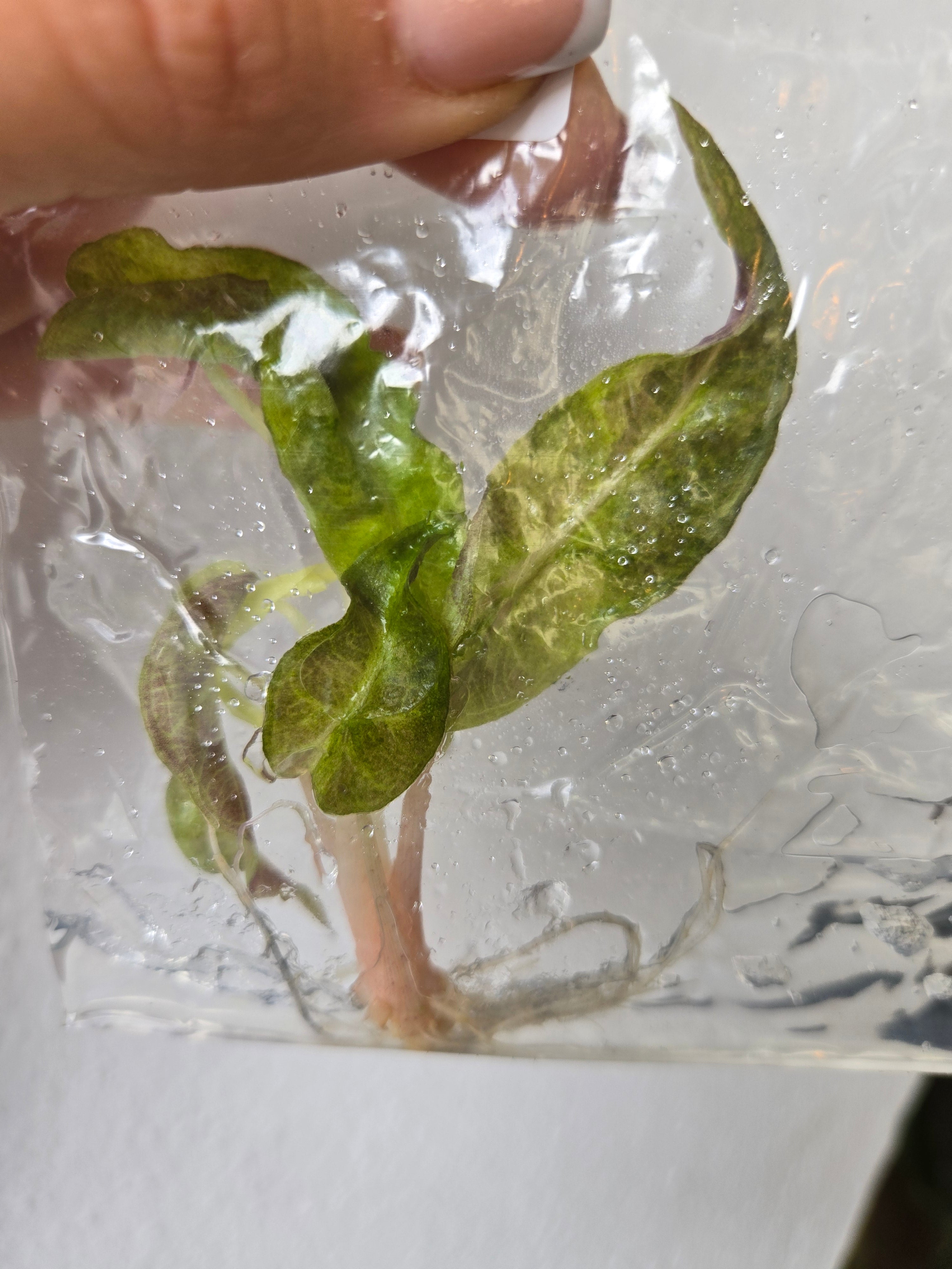 Alocasia Polly Aurea - TC