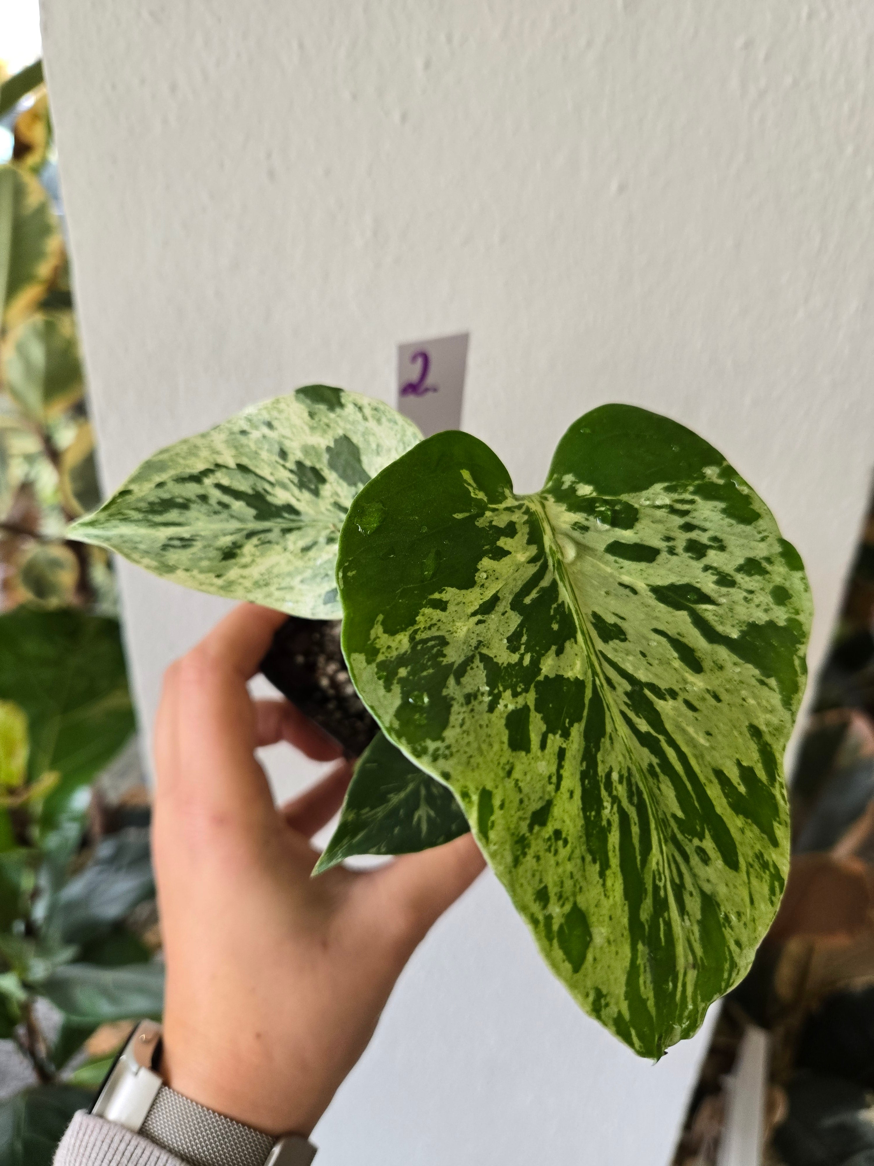 Monstera Bulbasaur