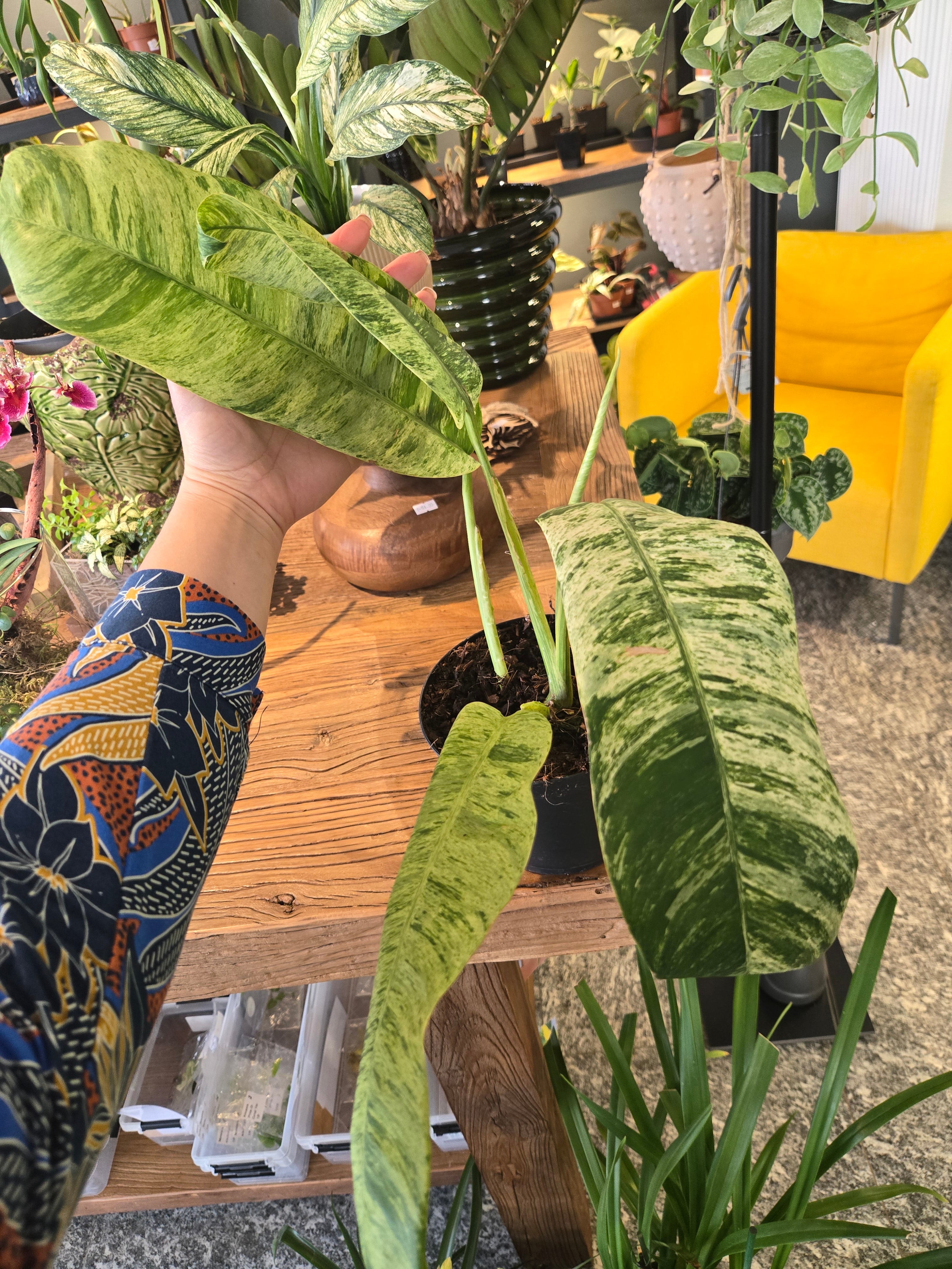 Epipremnum Giganteum Variegata