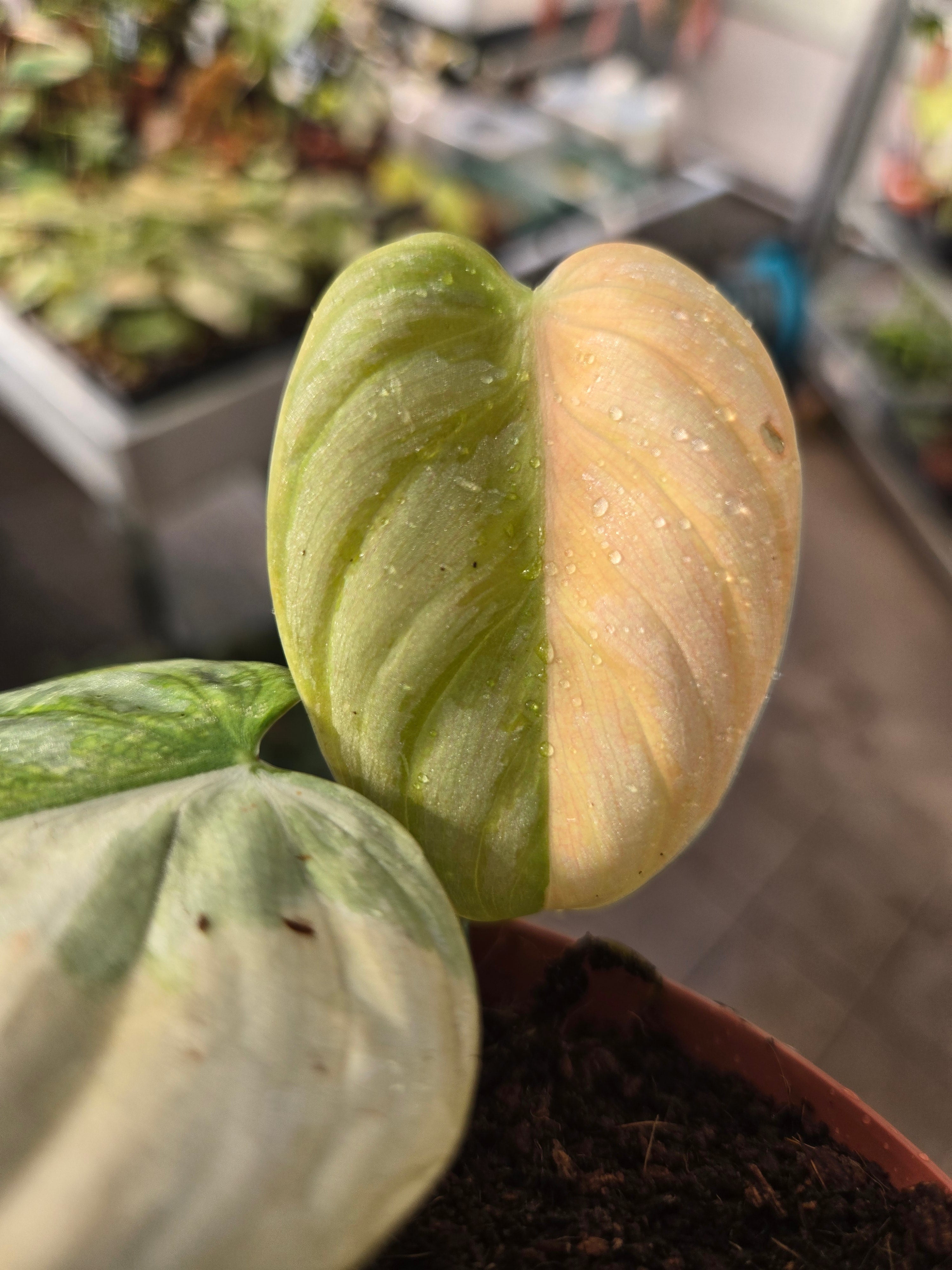 Philodendron Brandtianum Albo