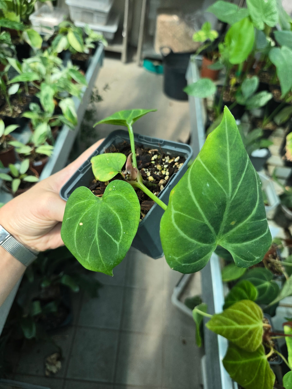 Anthurium KOS HU - Sad Plant