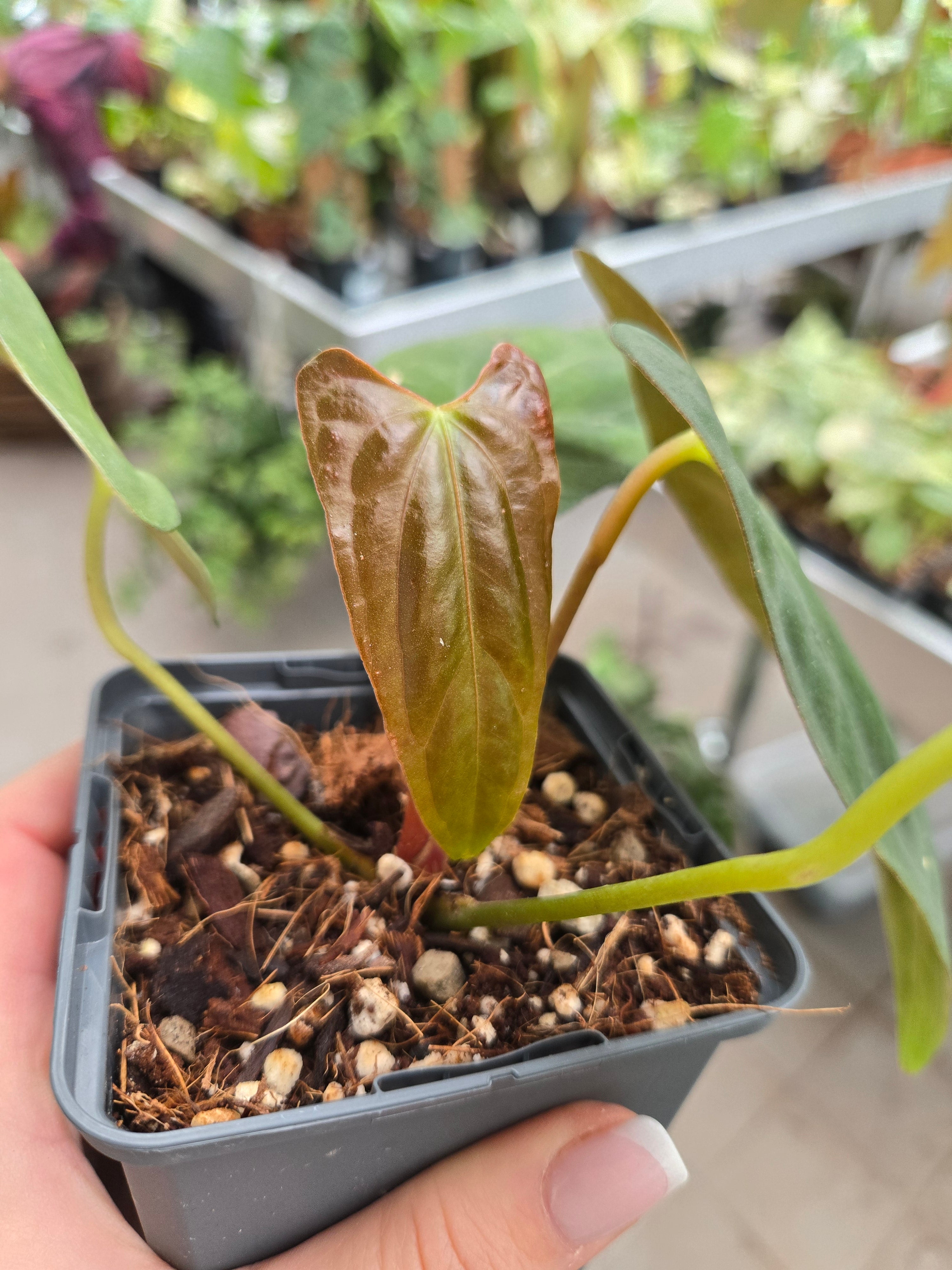 Anthurium Fort Sherman CLONE