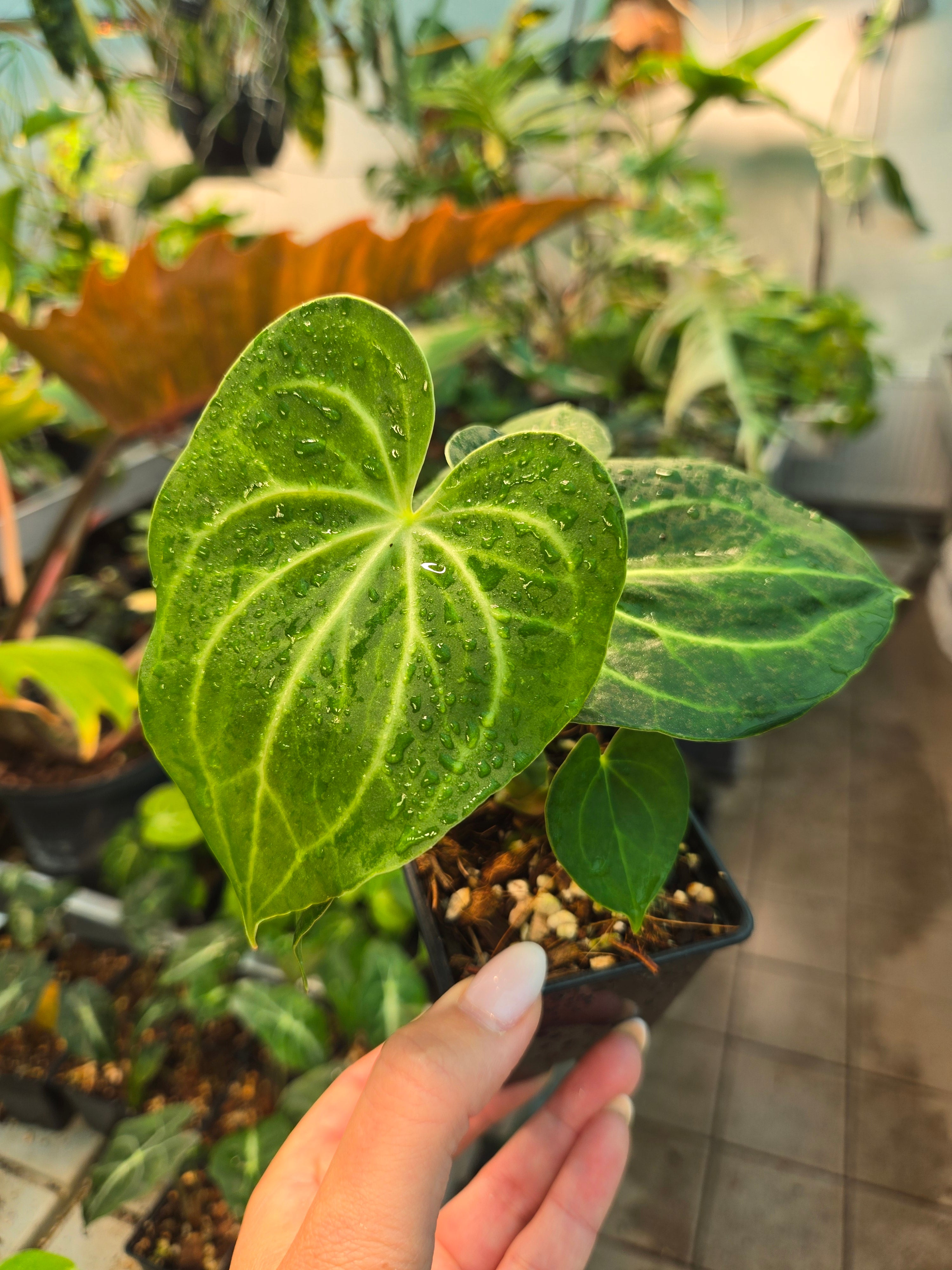 Anthurium Silver Tiger x Clarivernum