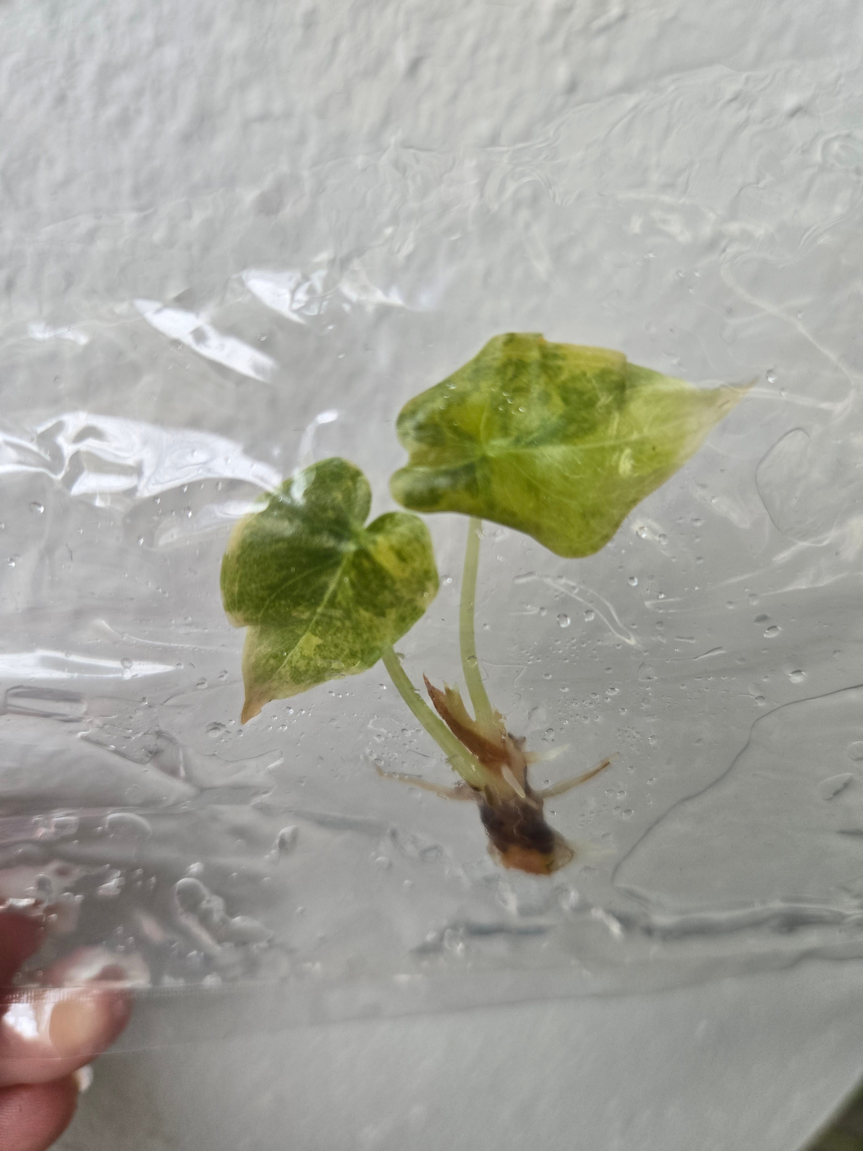 Alocasia Cuprea gold Latte