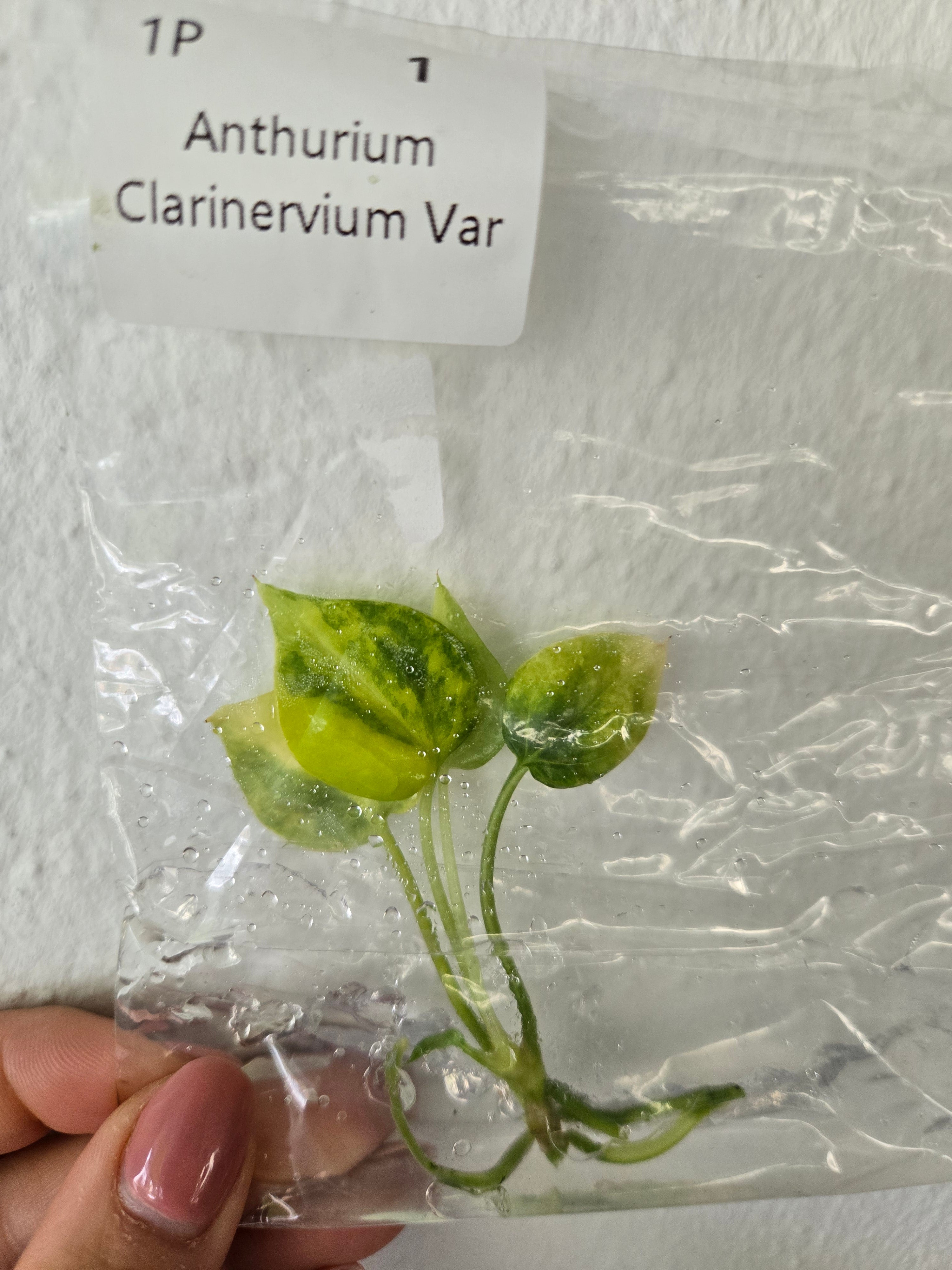 Anthurium Clarivernum Variegated - TC