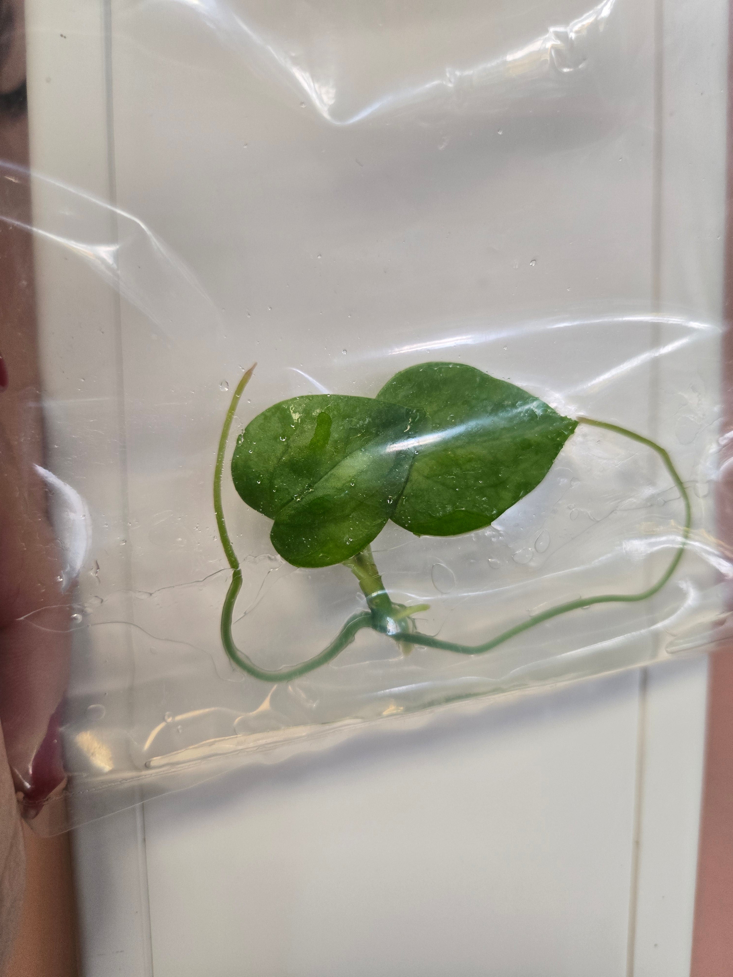 Anthurium Portiliale x Dark Phönix -TC-